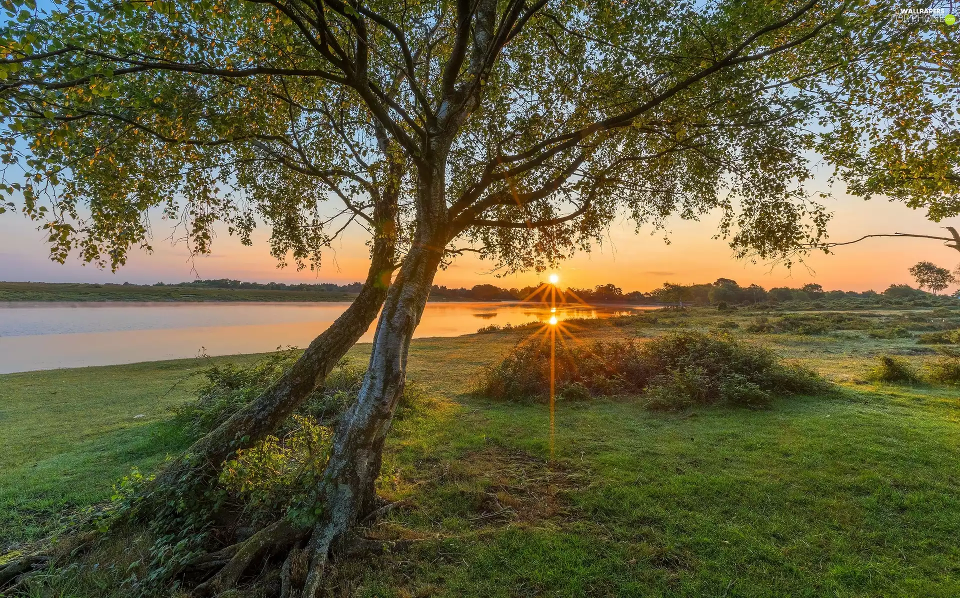 trees, River, rays of the Sun