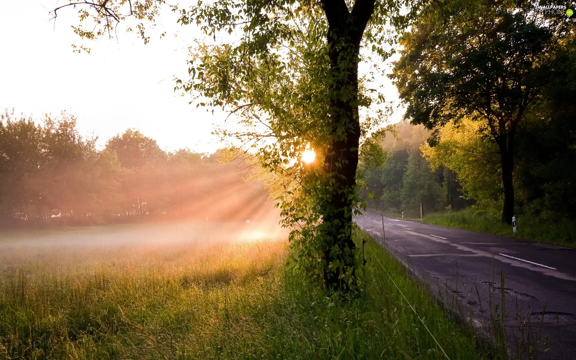 rays of the Sun, Meadow, trees, viewes, Way