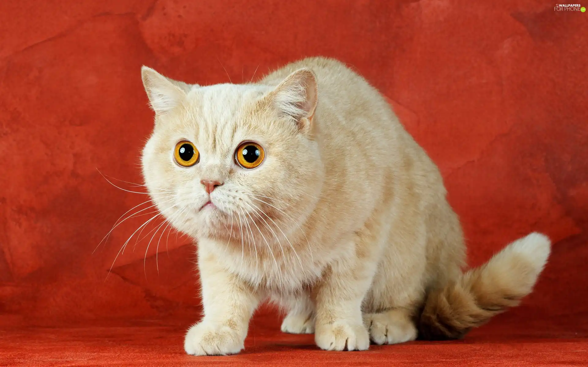 Ointments, cat, beige