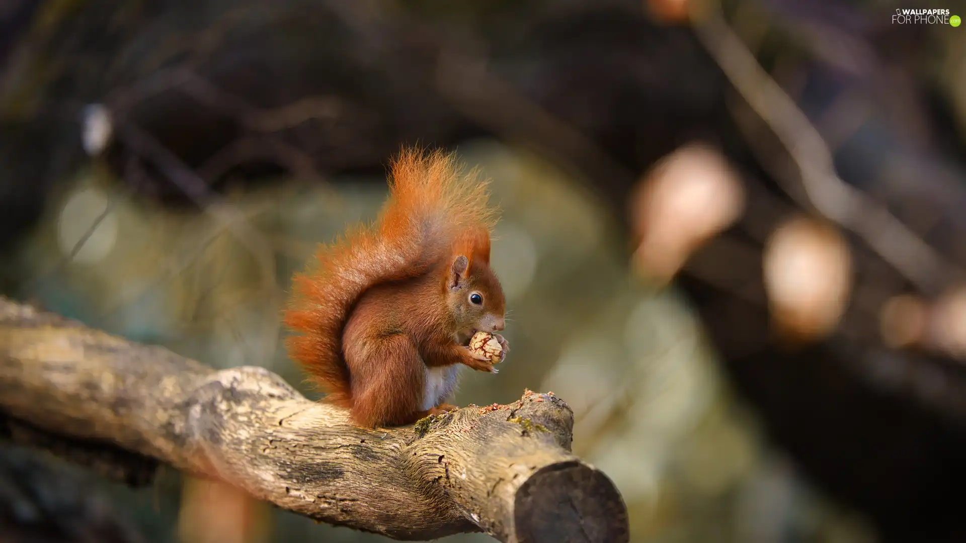 squirrel, nut, Lod on the beach, Ginger