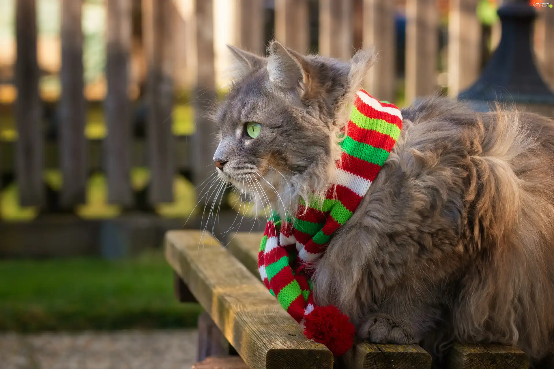 color, Scarf, green ones, Eyes, cat