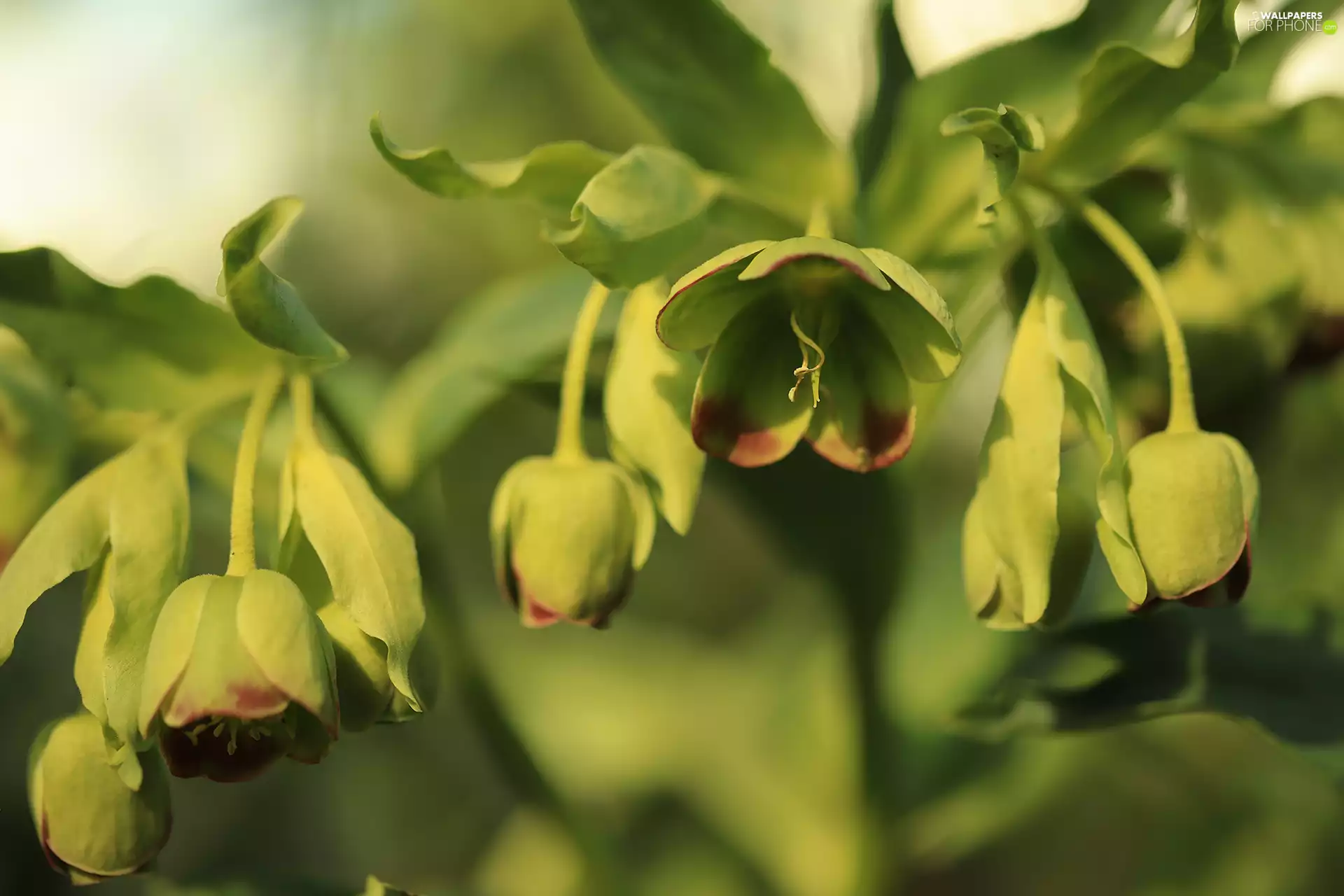 green ones, Helleborus, Buds, Flowers