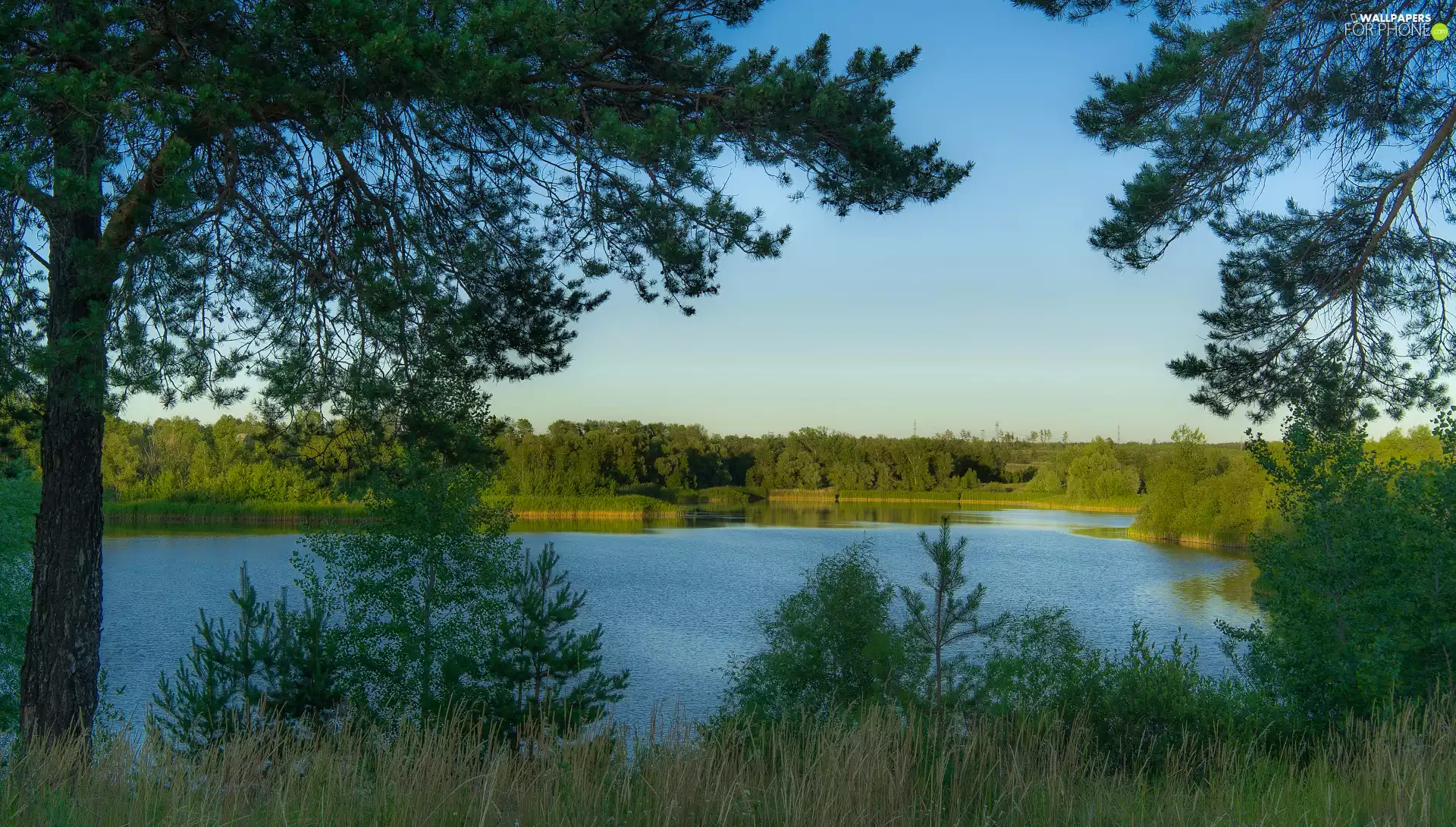 viewes, grass, green ones, trees, lake