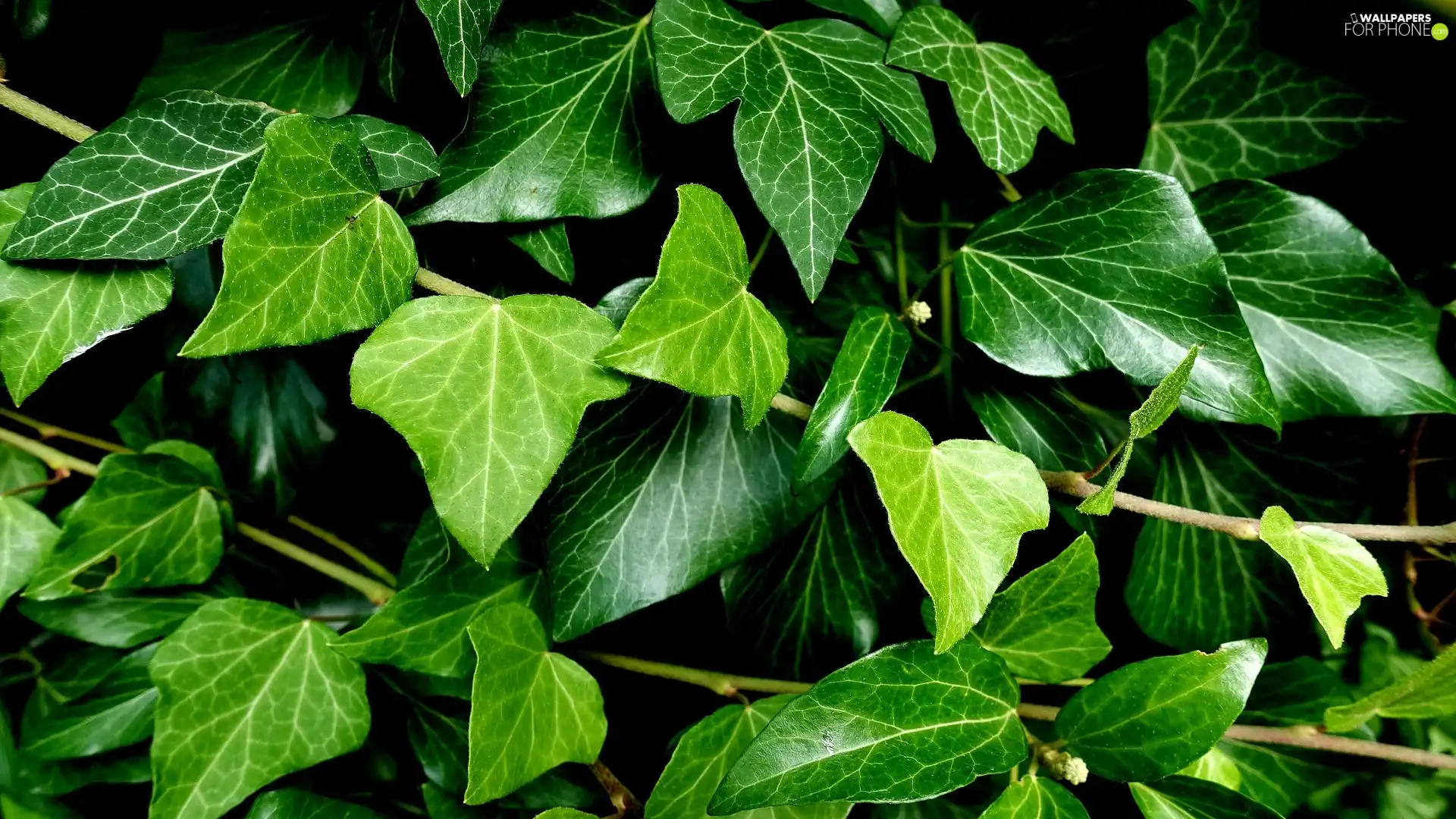 Leaf, ivy, green ones