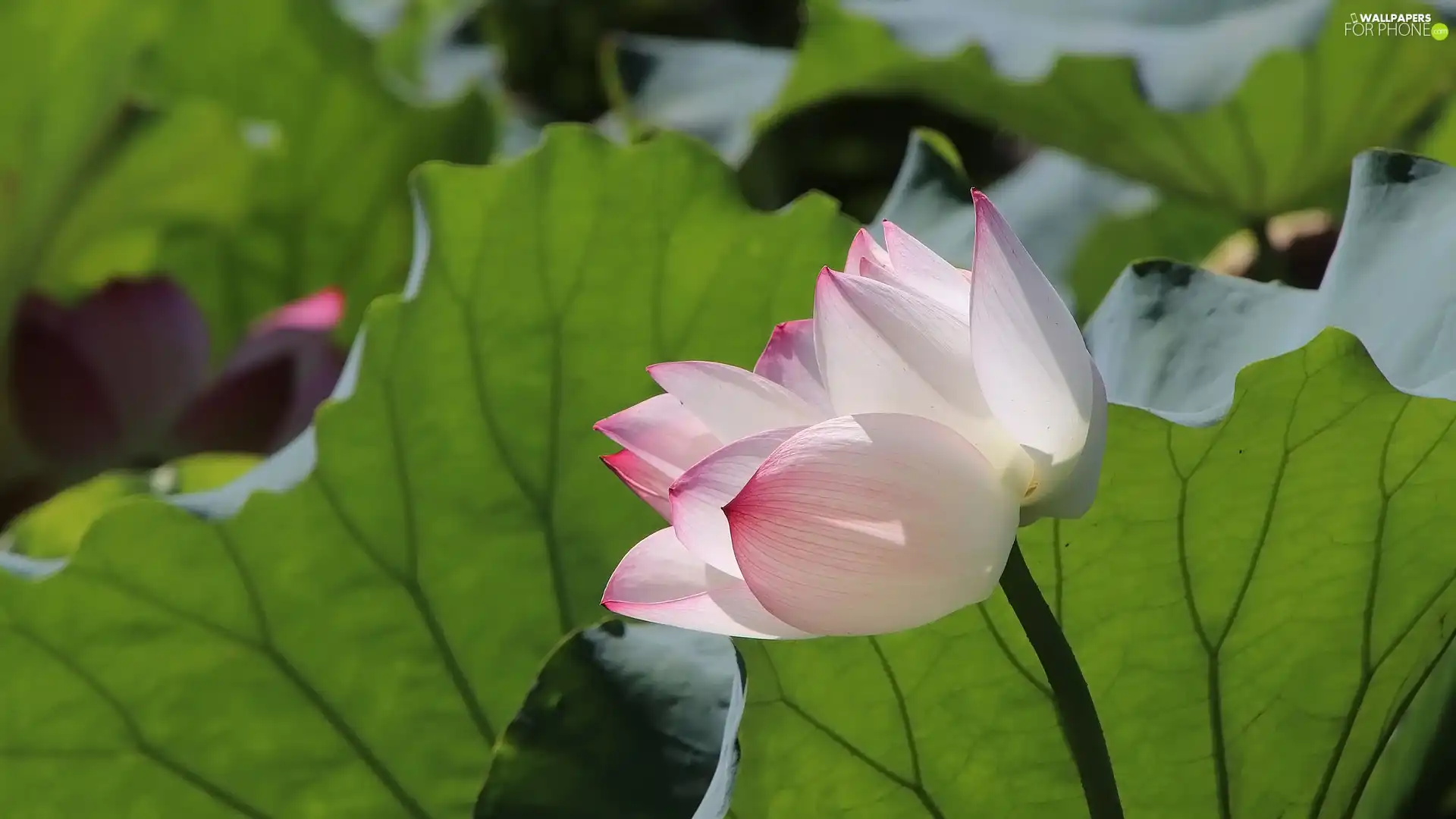 Leaf, lotus, green ones