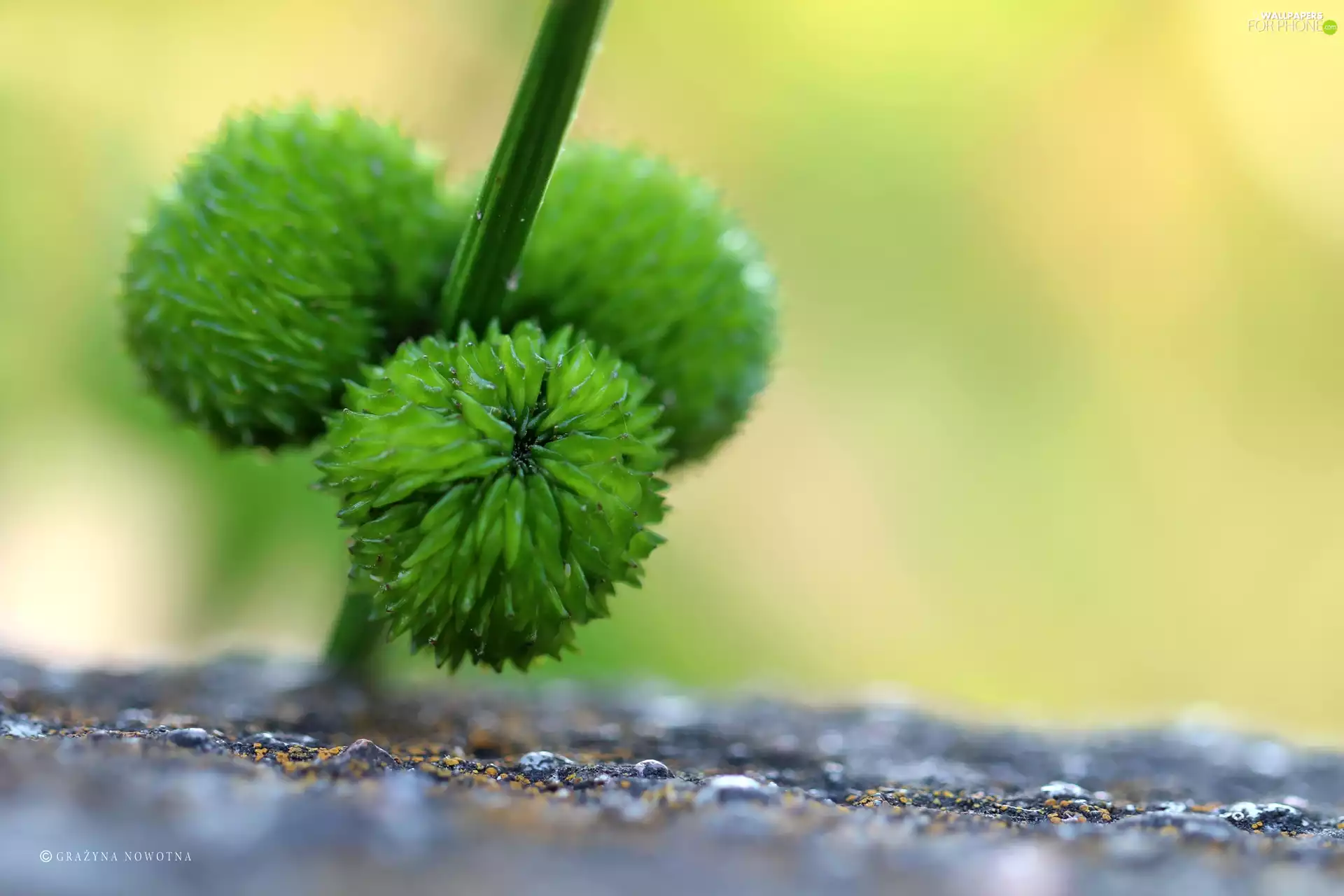 Orbs, Plants, green ones