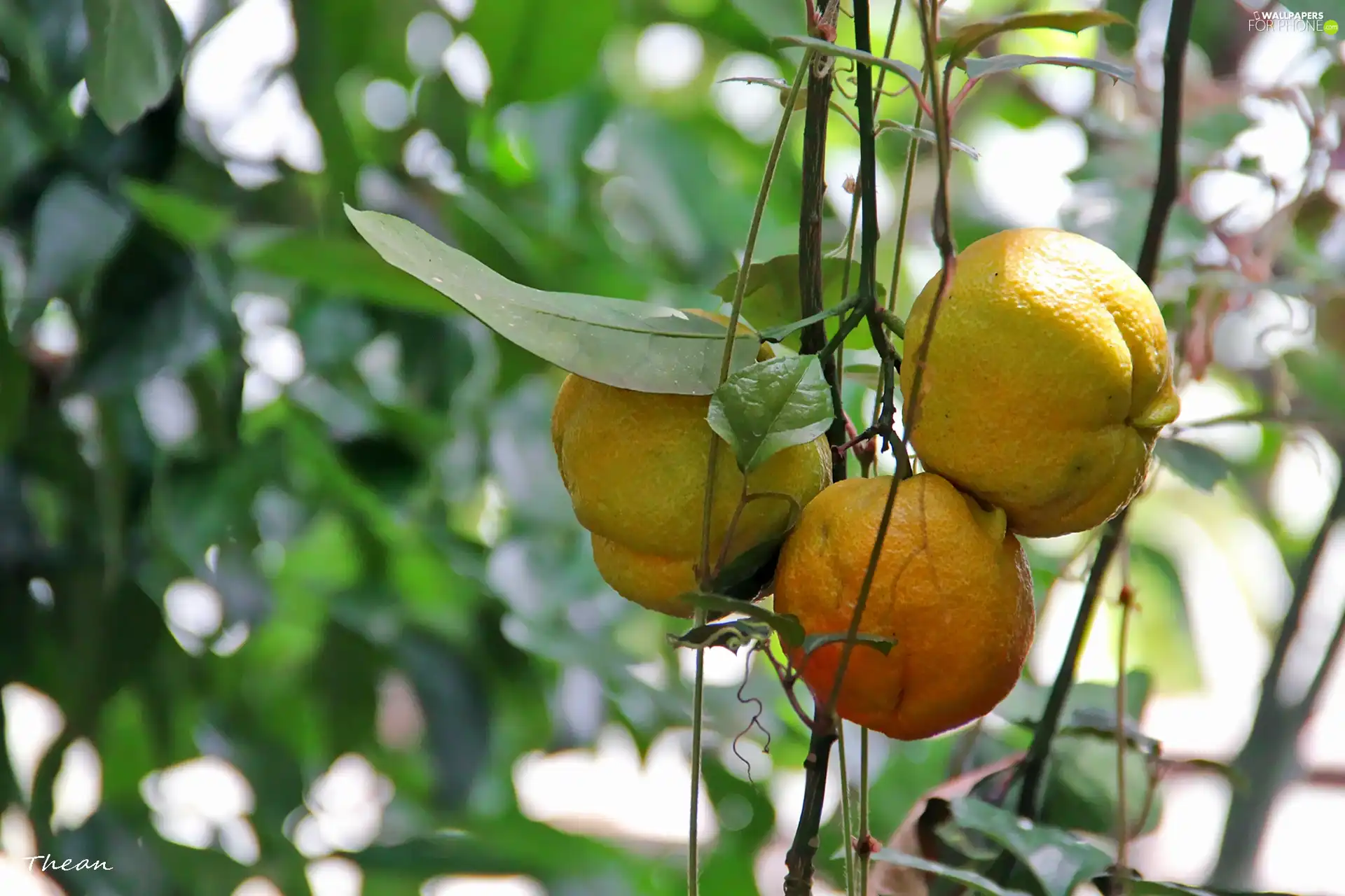 maturing, orange