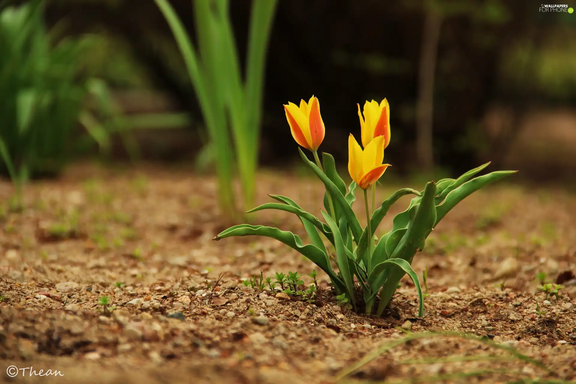 Three, Yellow, Orange, Tulips