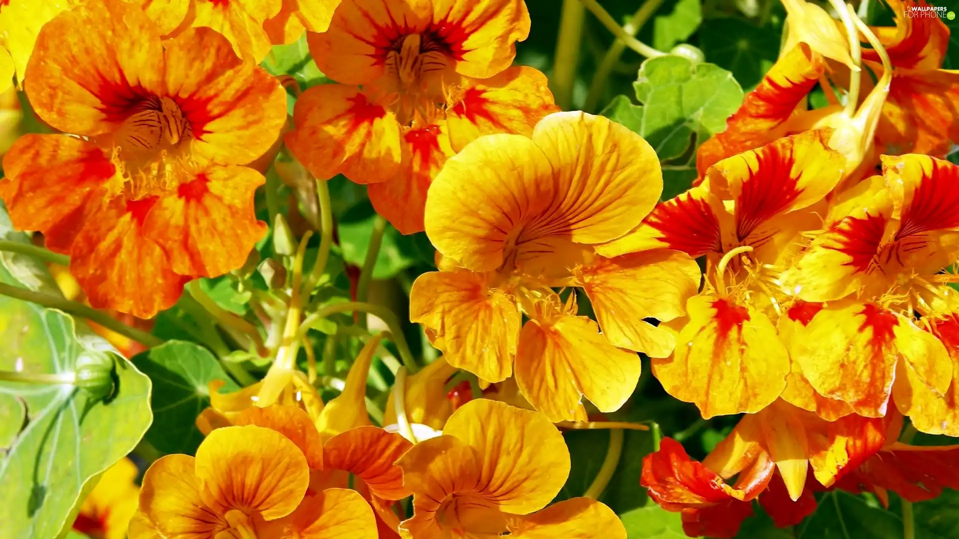 Orange, nasturtiums, yellow