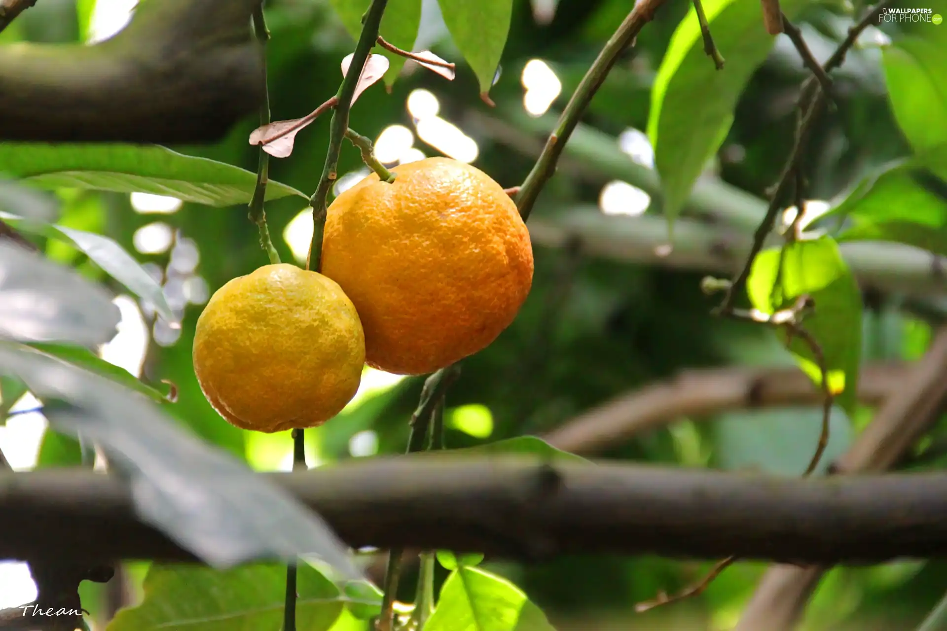 orange