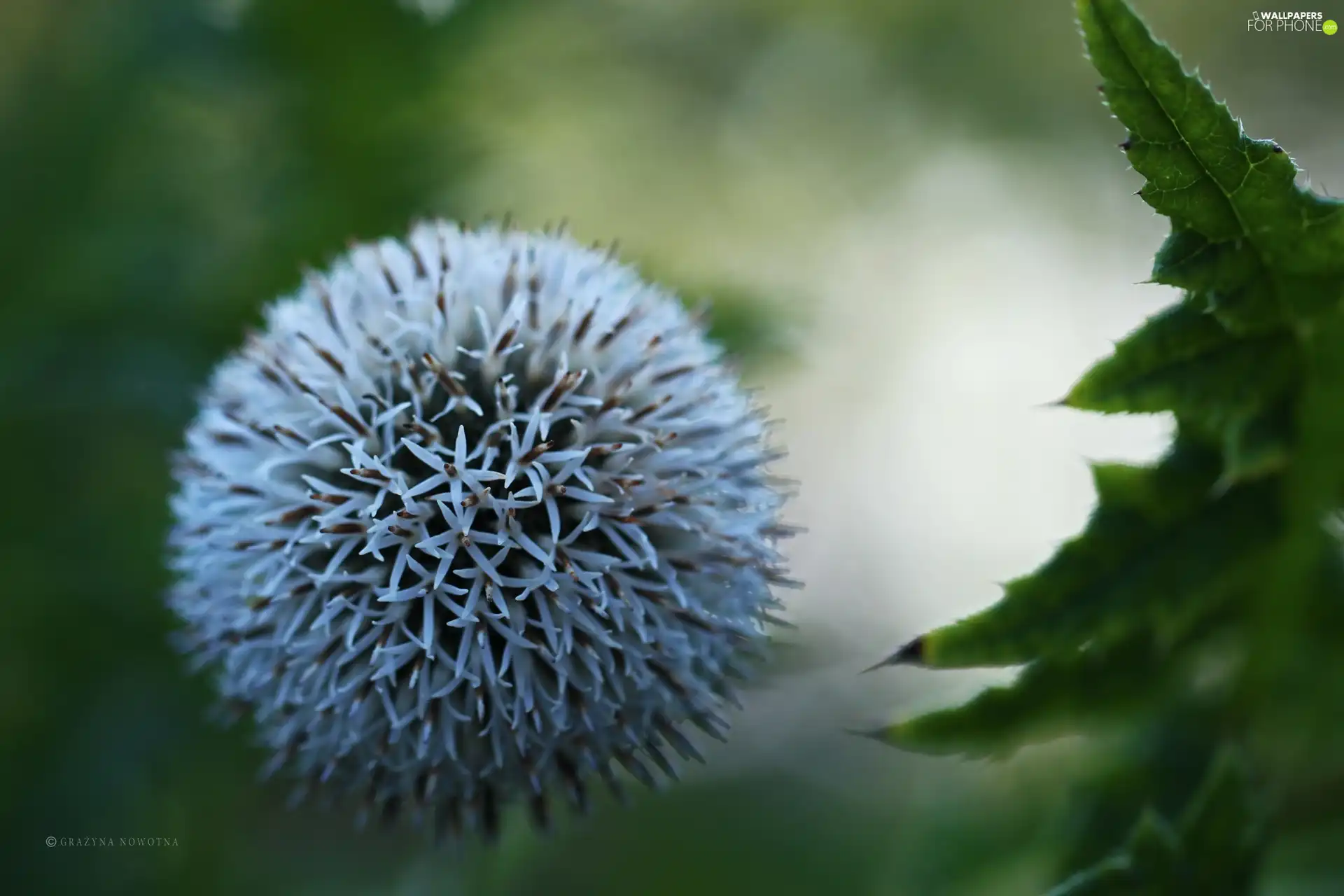 Echinops Ritro, White, Orb