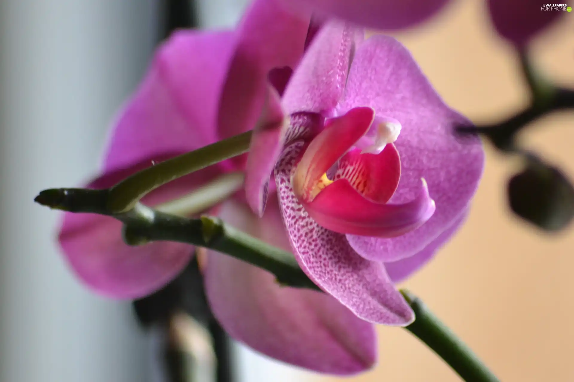 amaranth, orchid