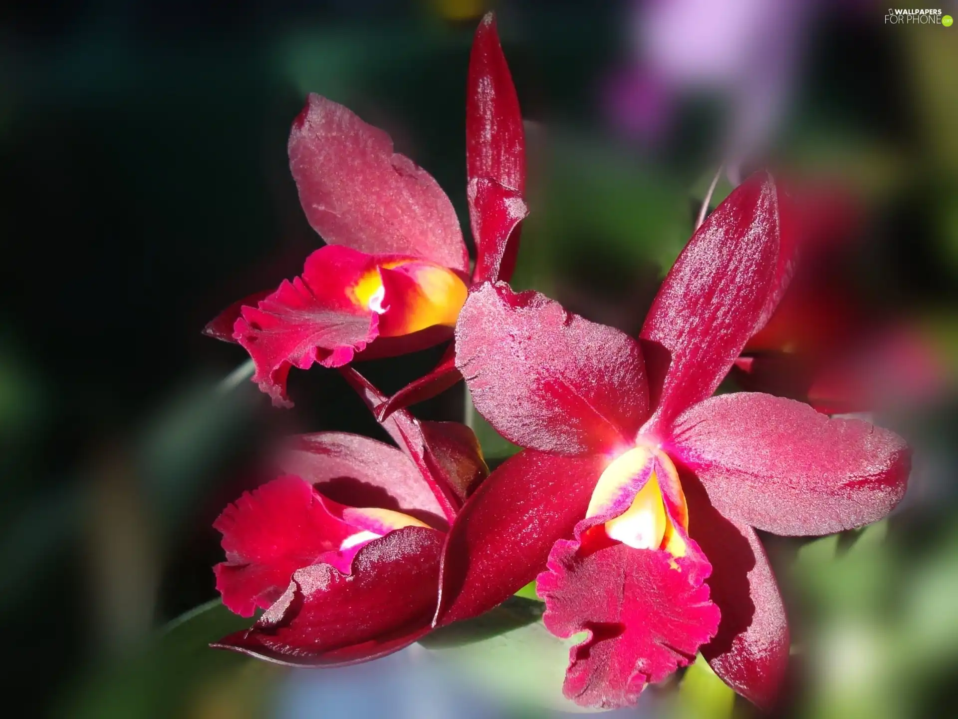 Claret, orchid