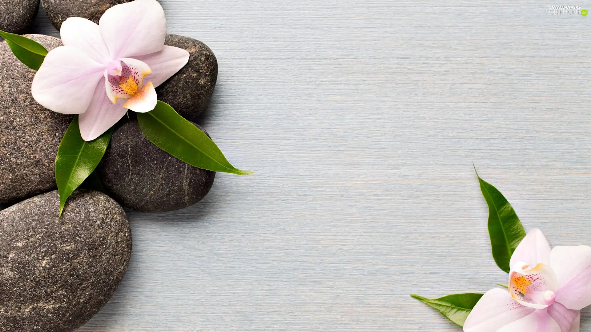 orchid, Stones, Flowers