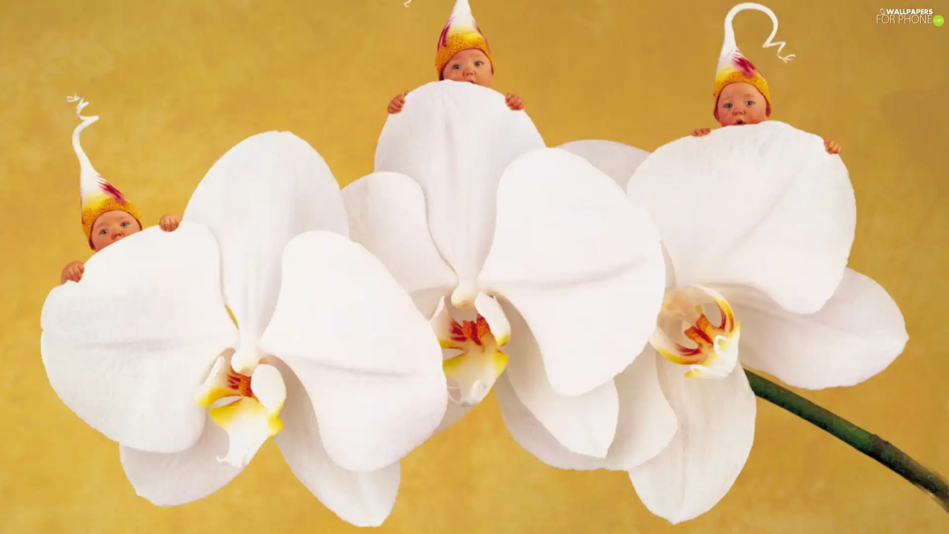 orchid, three, Kids