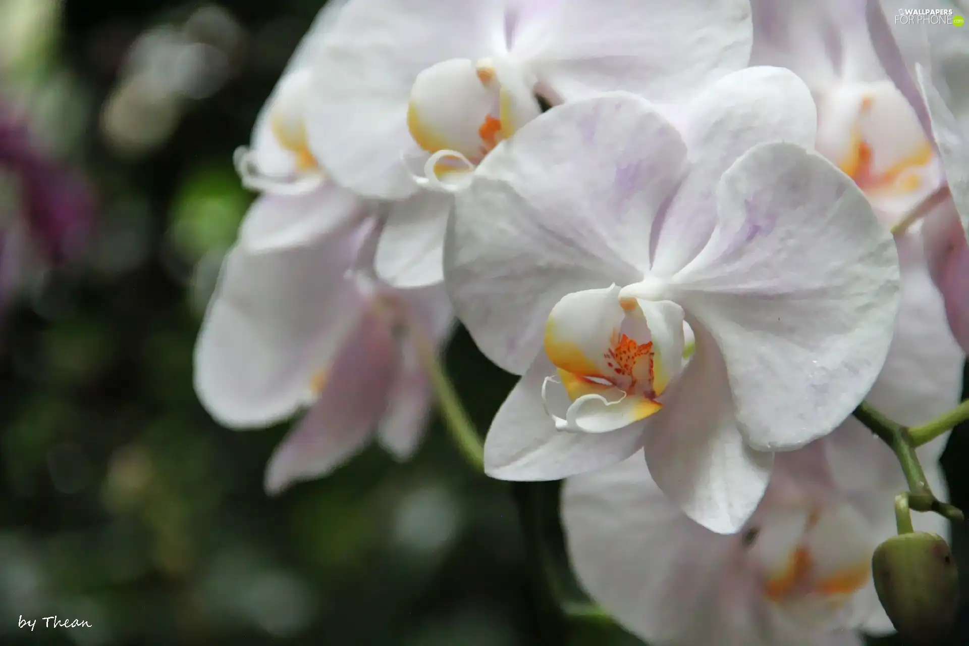 orchid, orchid, White