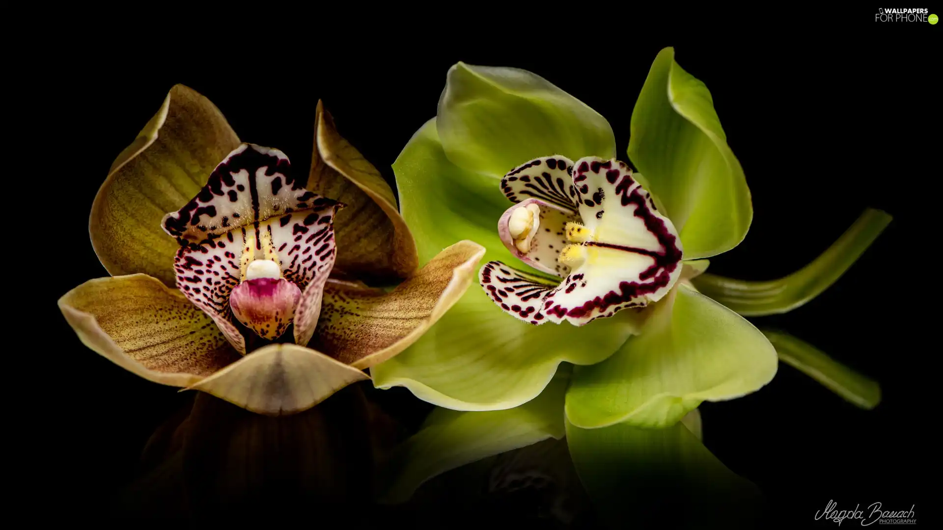 Black, background, Flowers, orchids, Two cars