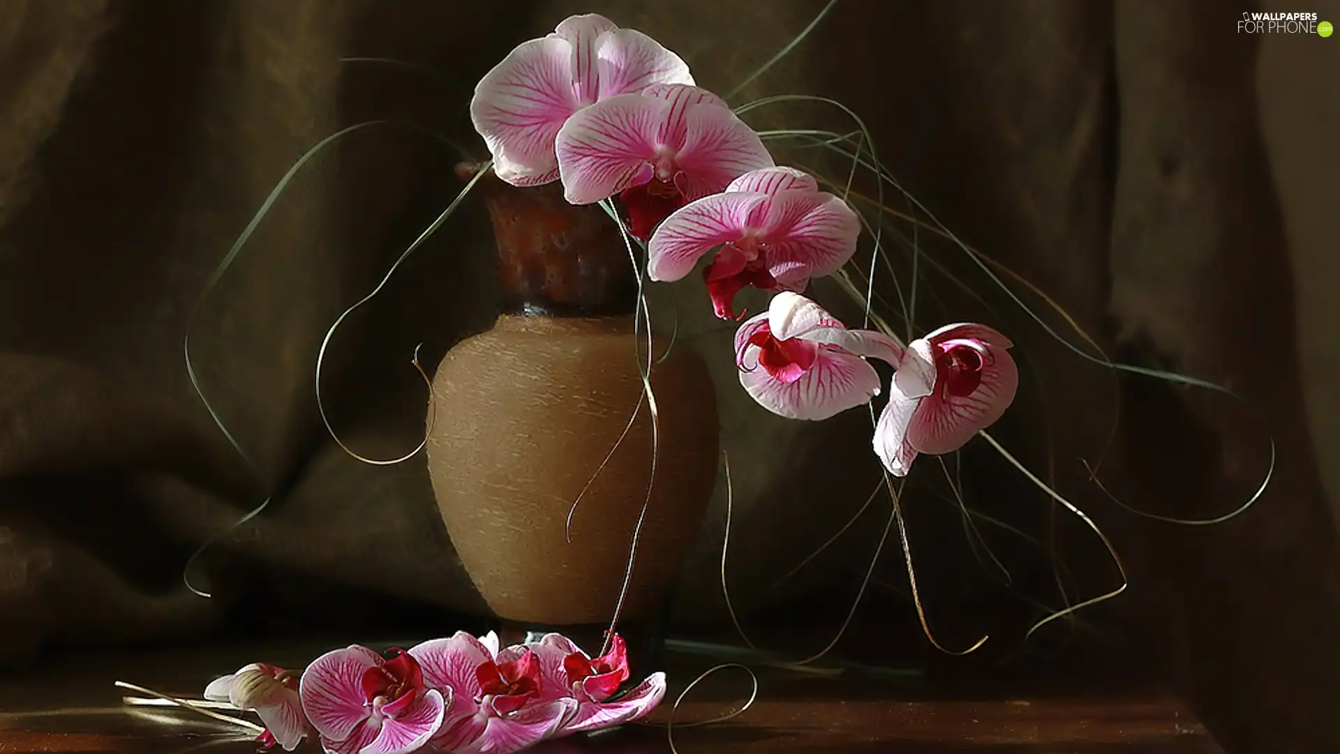 orchids, Brown, Vase