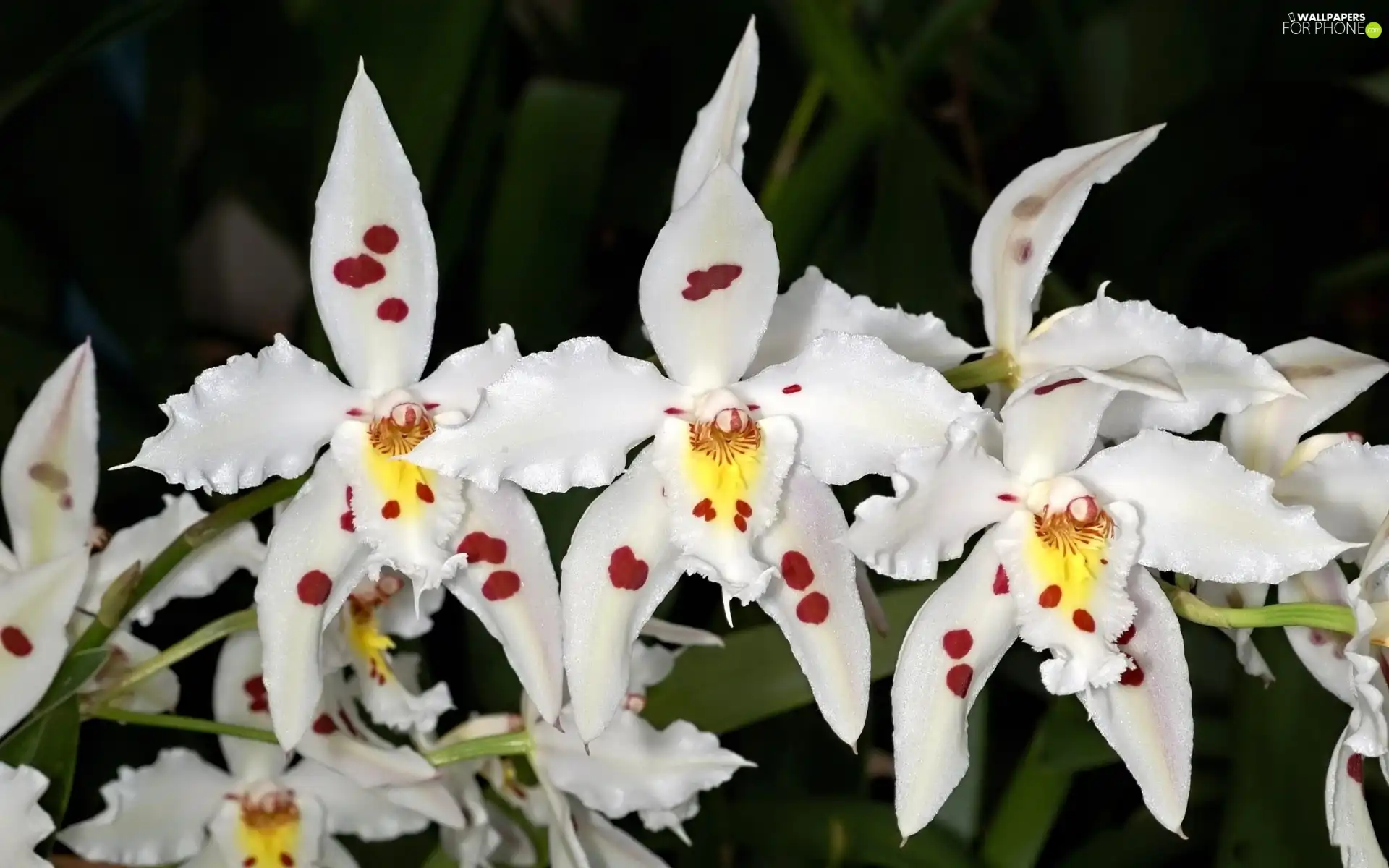 orchids, Flowers, White