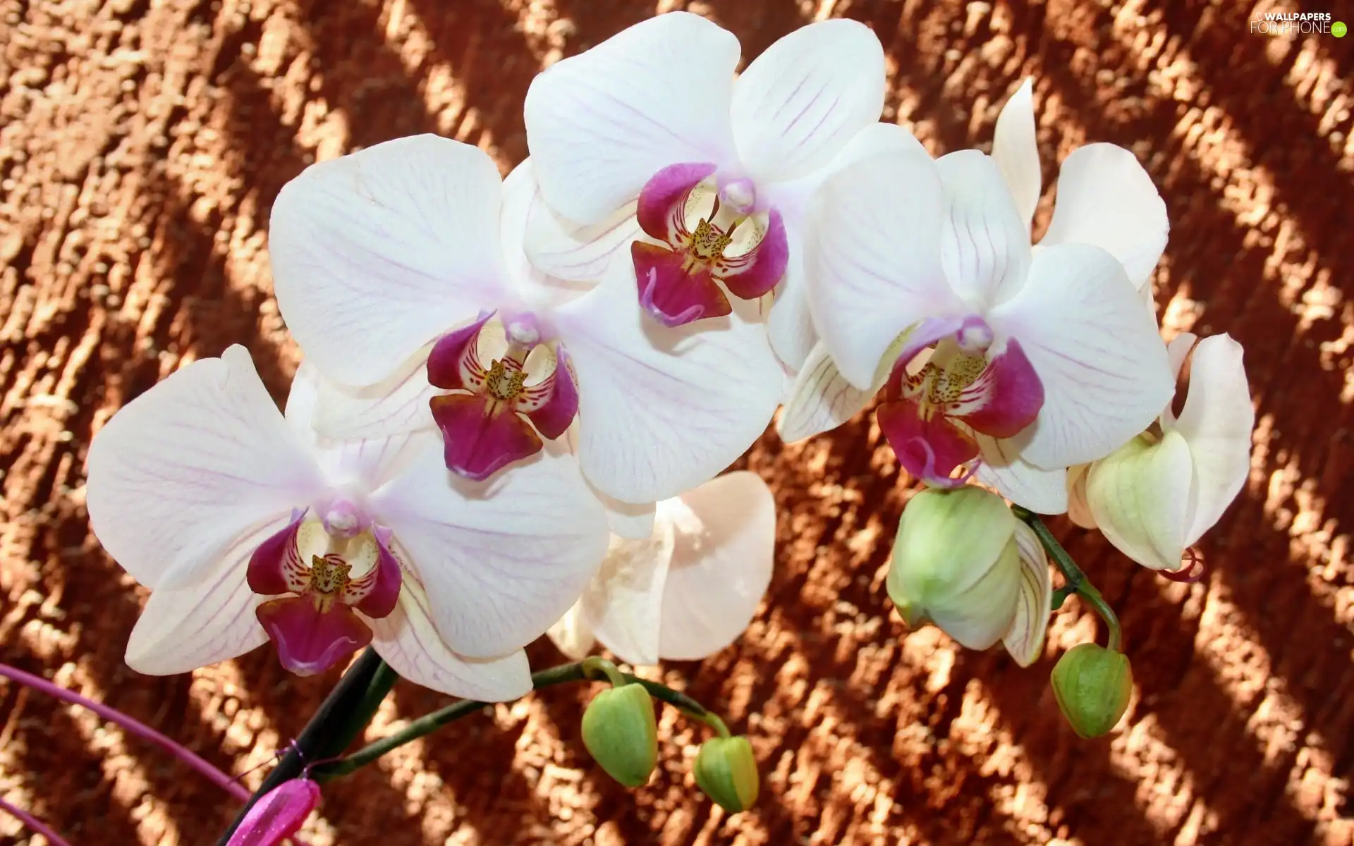 orchids, Flowers, White