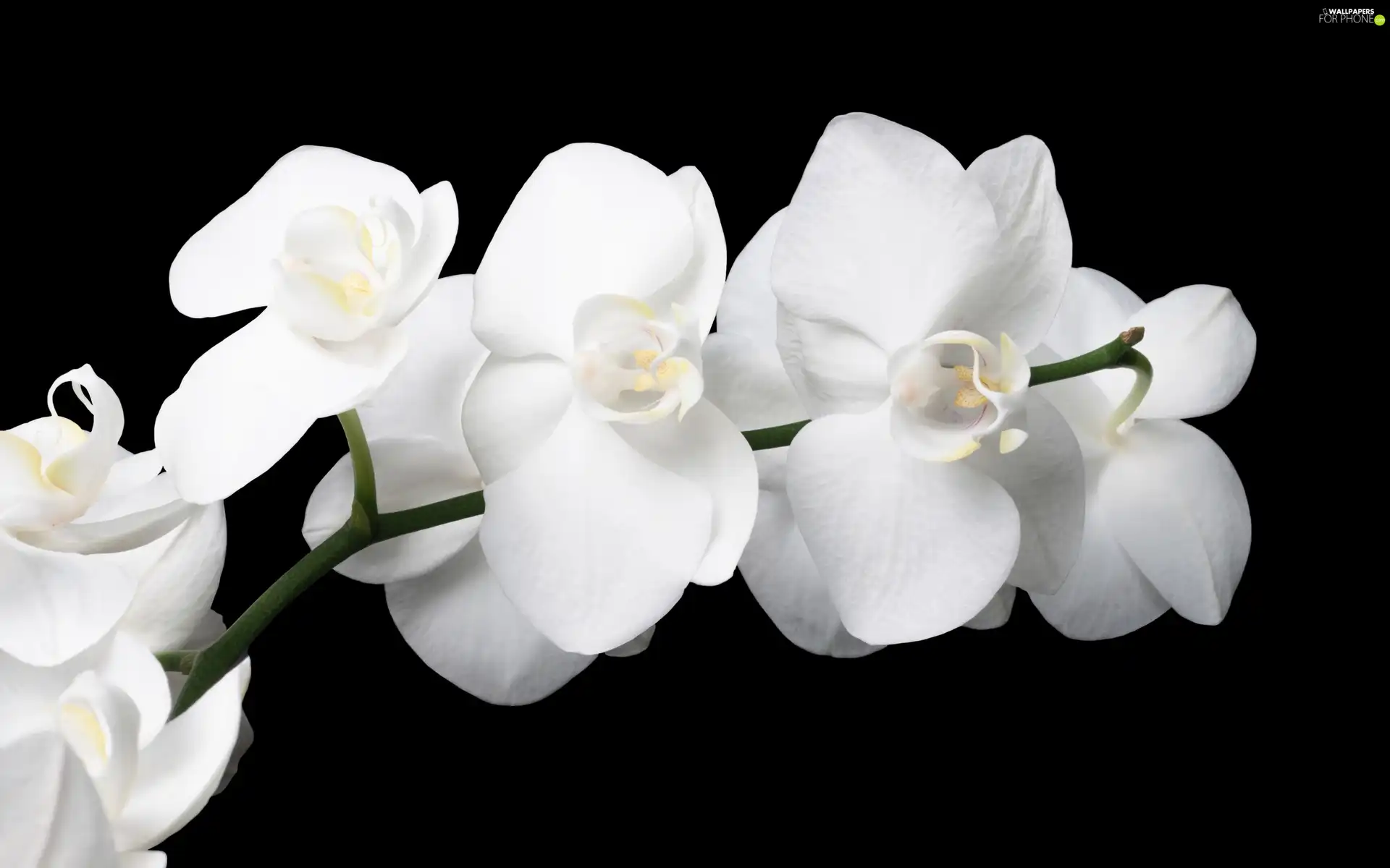 White, orchids