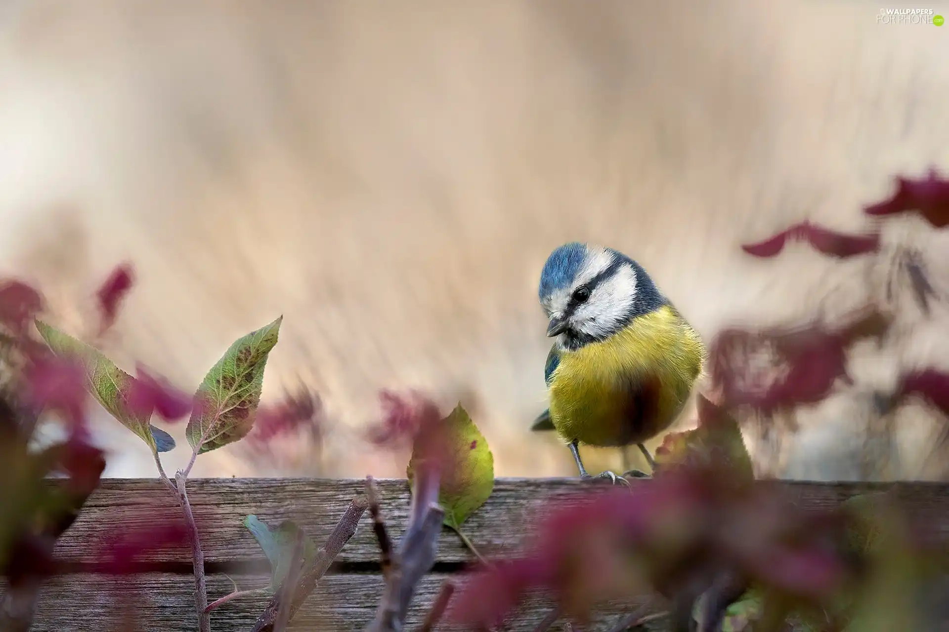 tit, Tit Ordinary