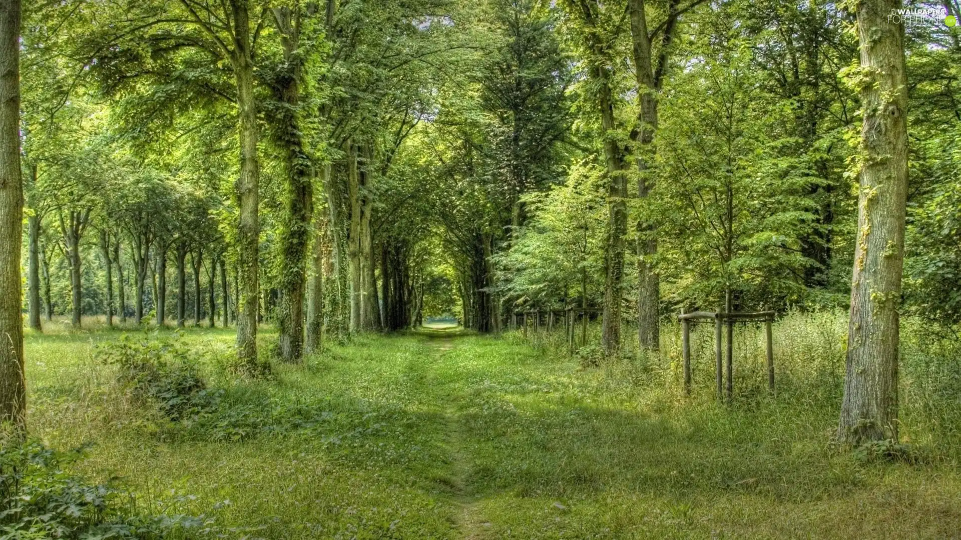 overgrown, Path, trees, viewes, forest