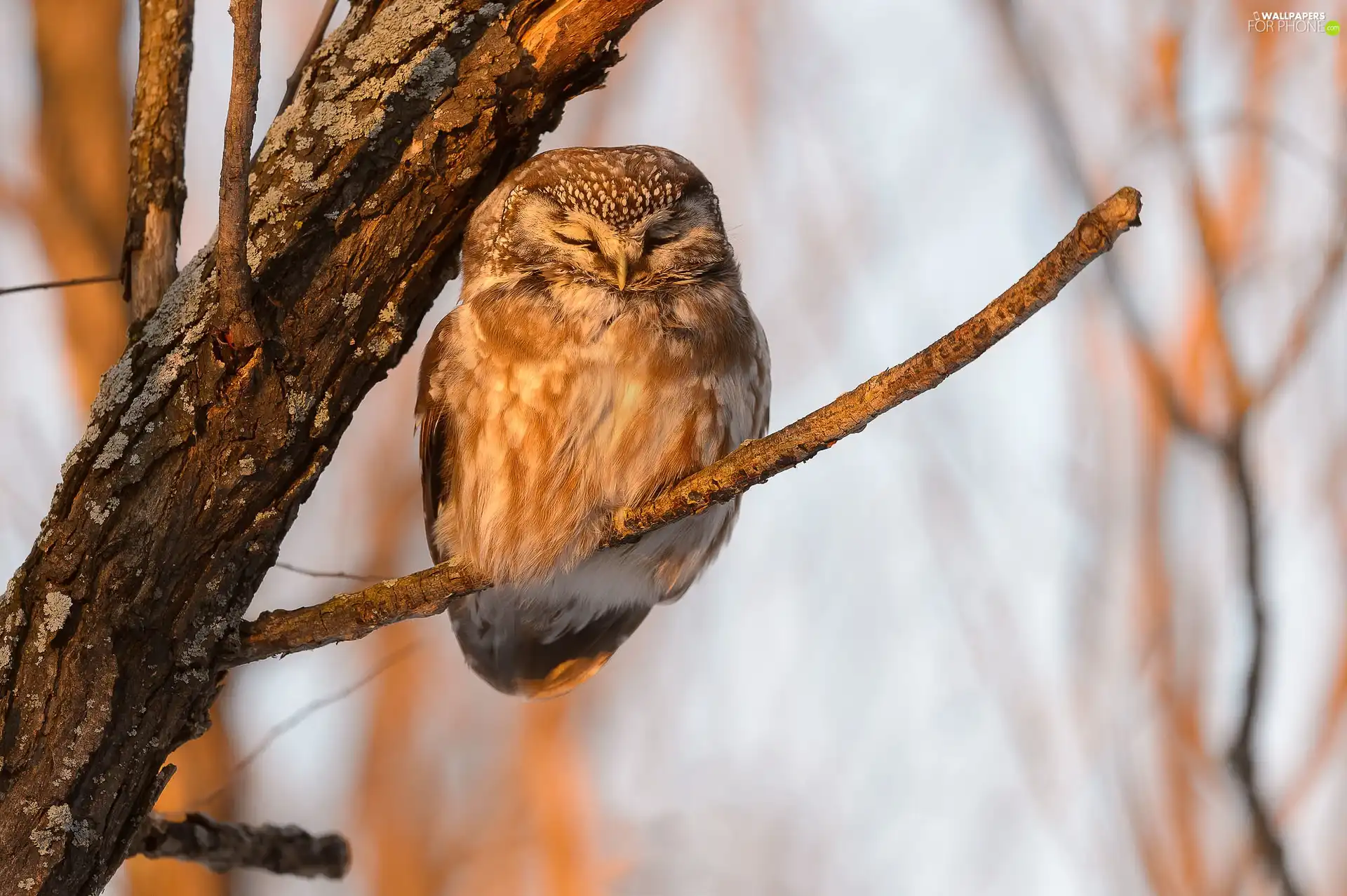 Bird, trees, twig, owl