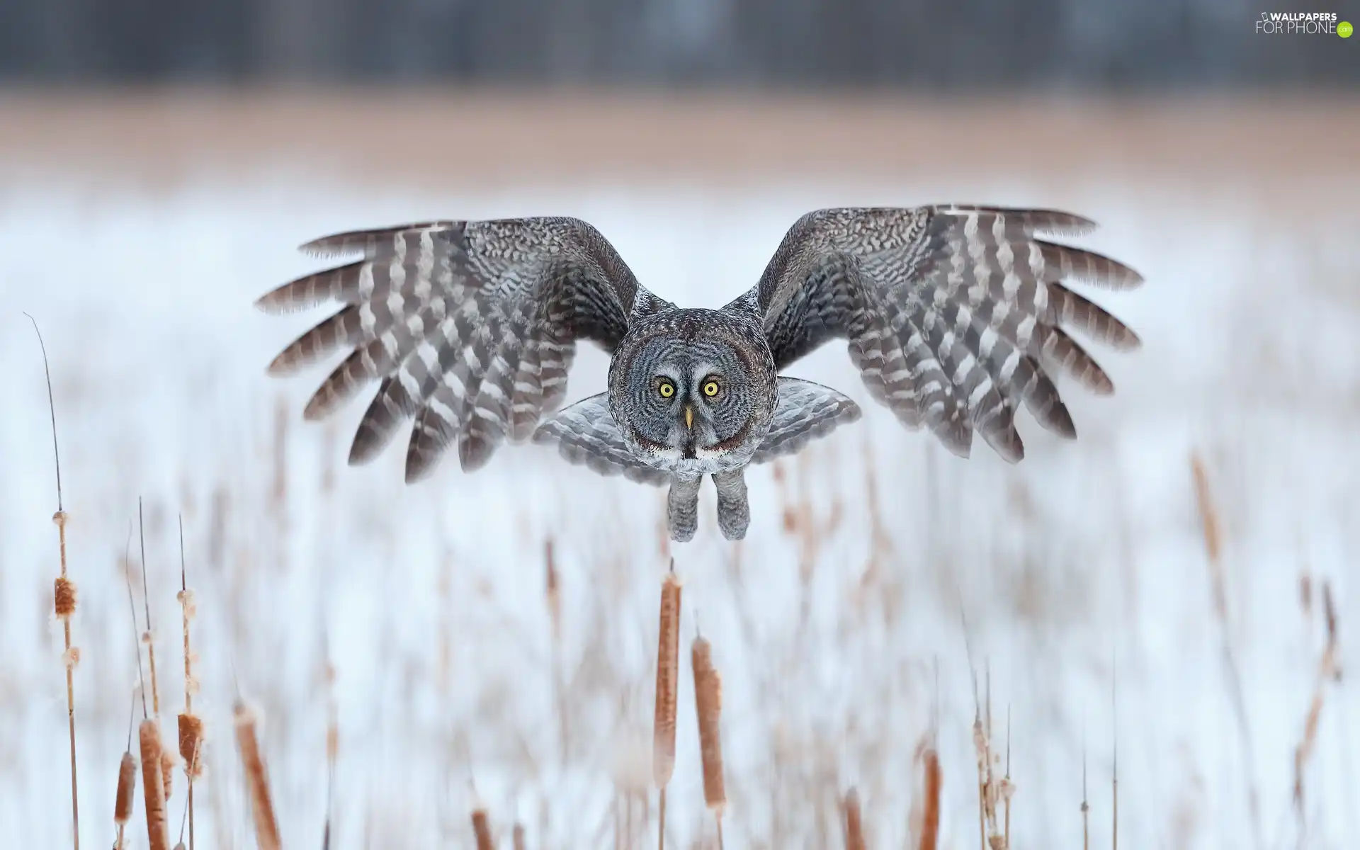 Cane, flight, Tawny owl great gray owl, wings