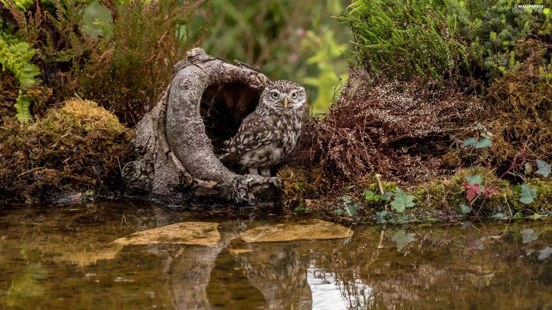water, Plants, Little Owl, hollow, owl