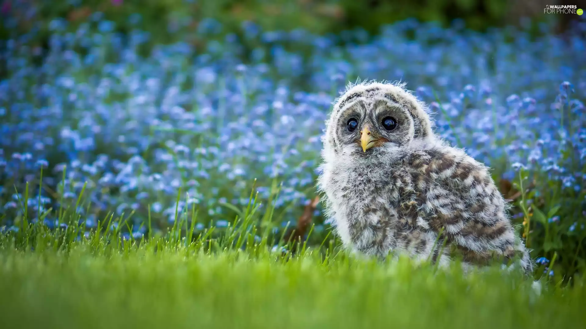 small, Owl, grass, owl