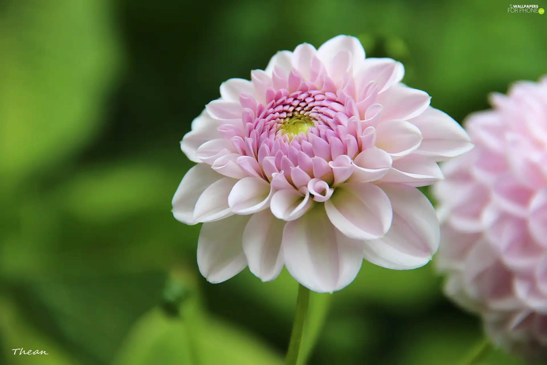 pale pink, Dalia