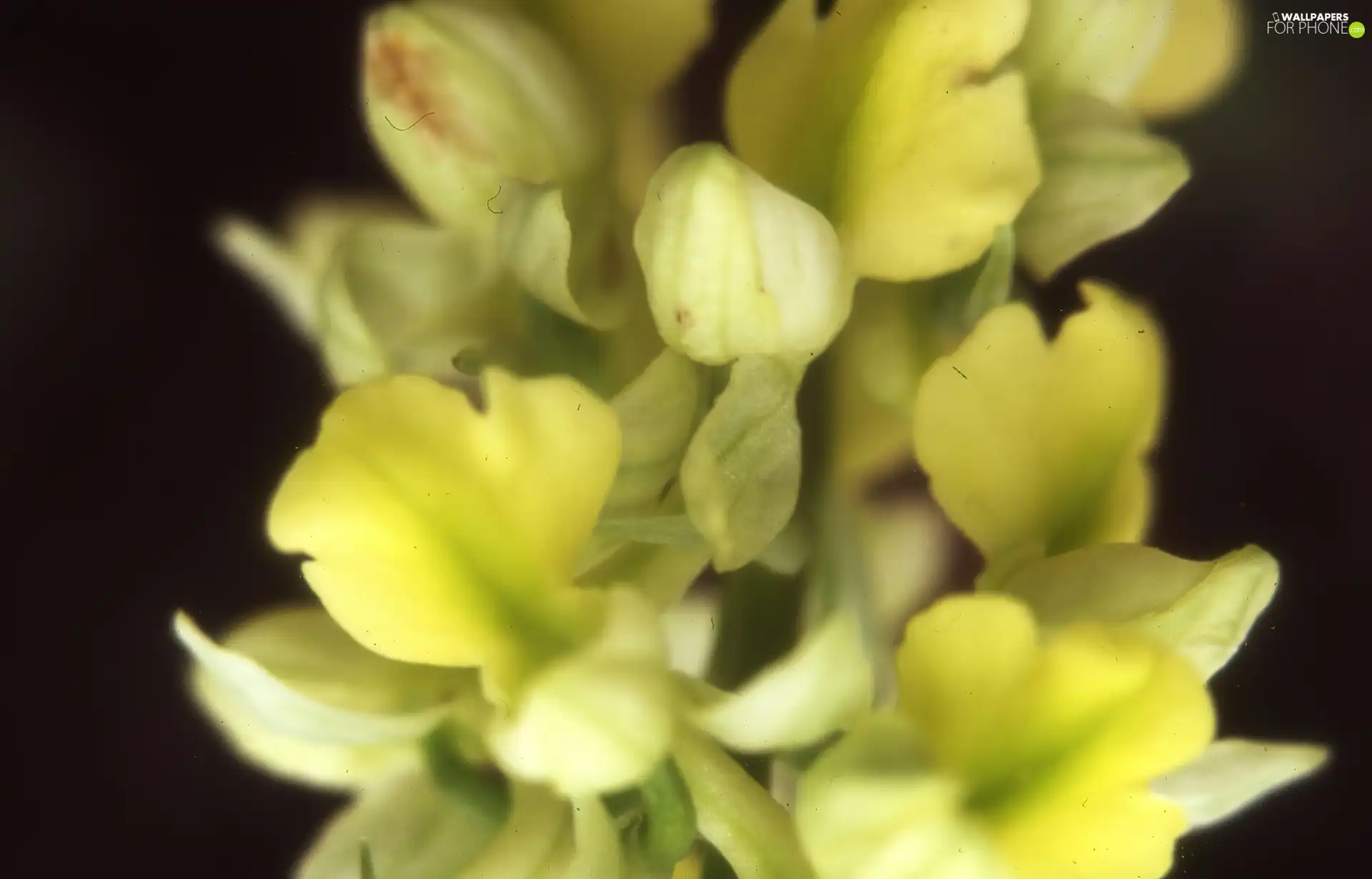 pale orchid