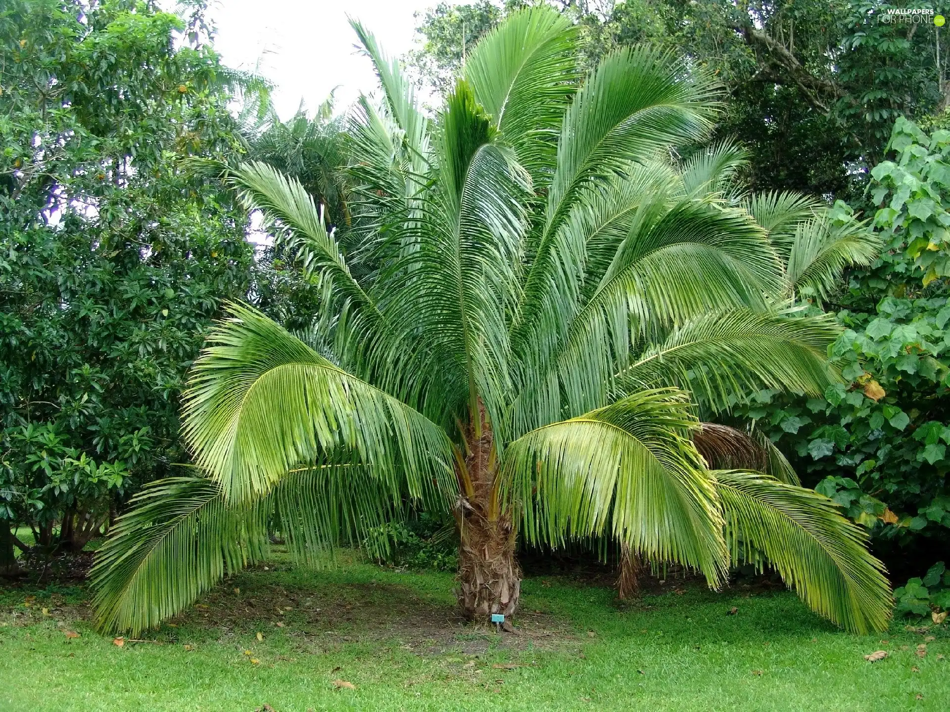 Palm, Garden, botanical