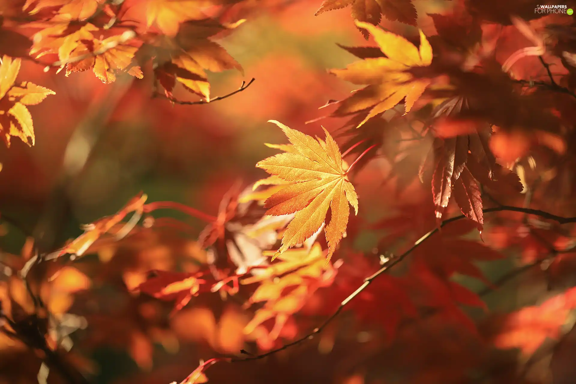 Maple Palm, Leaf, Twigs, Red