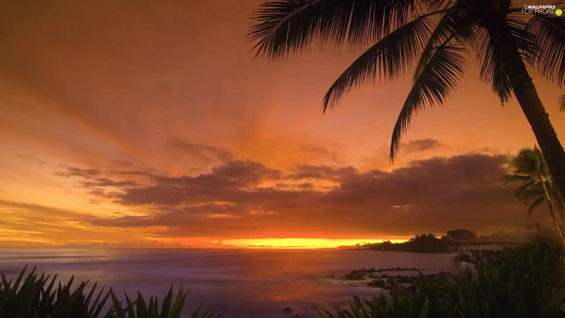 west, rays, Palm, sun