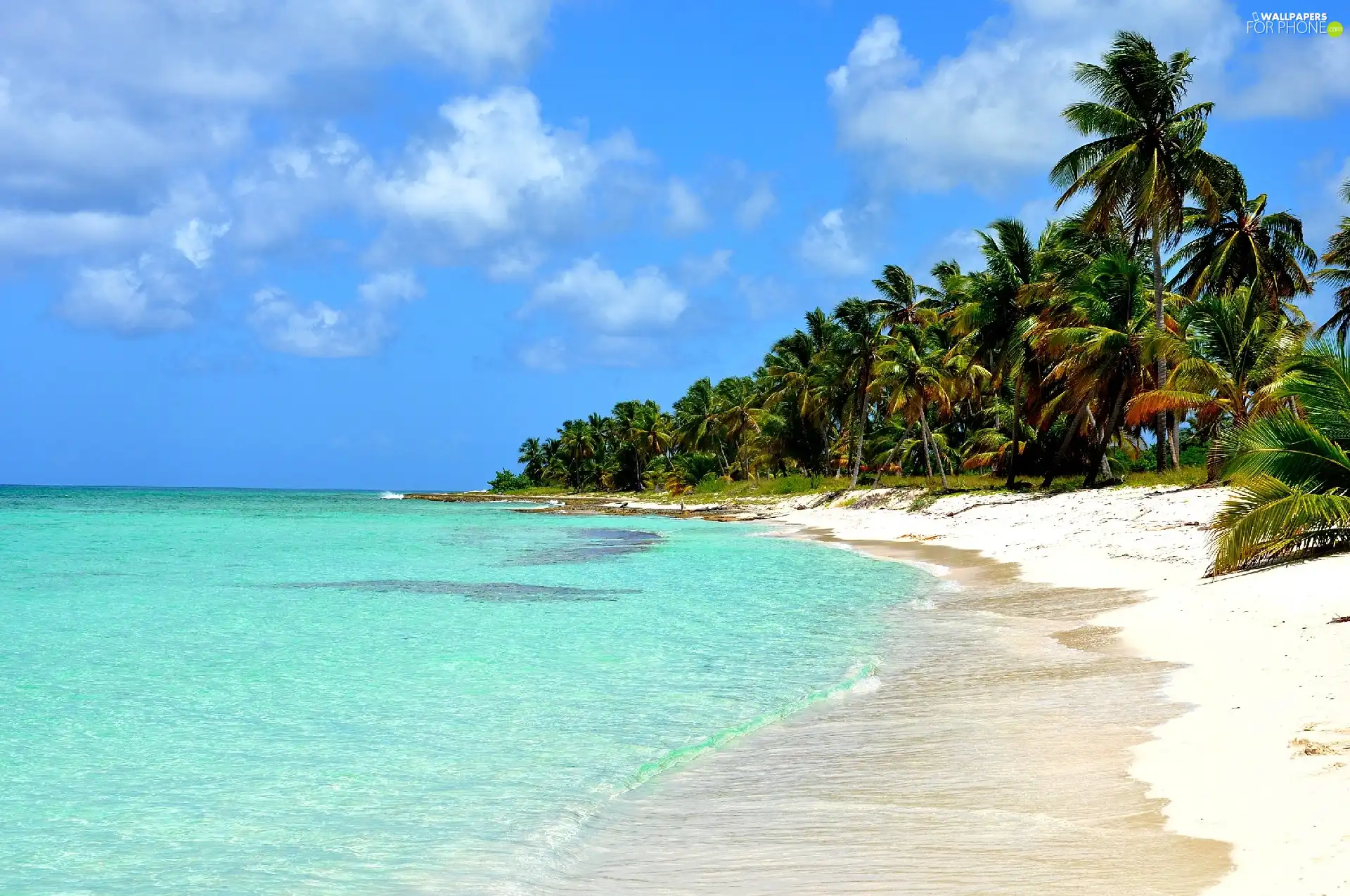 Palms, Ocean, Beaches