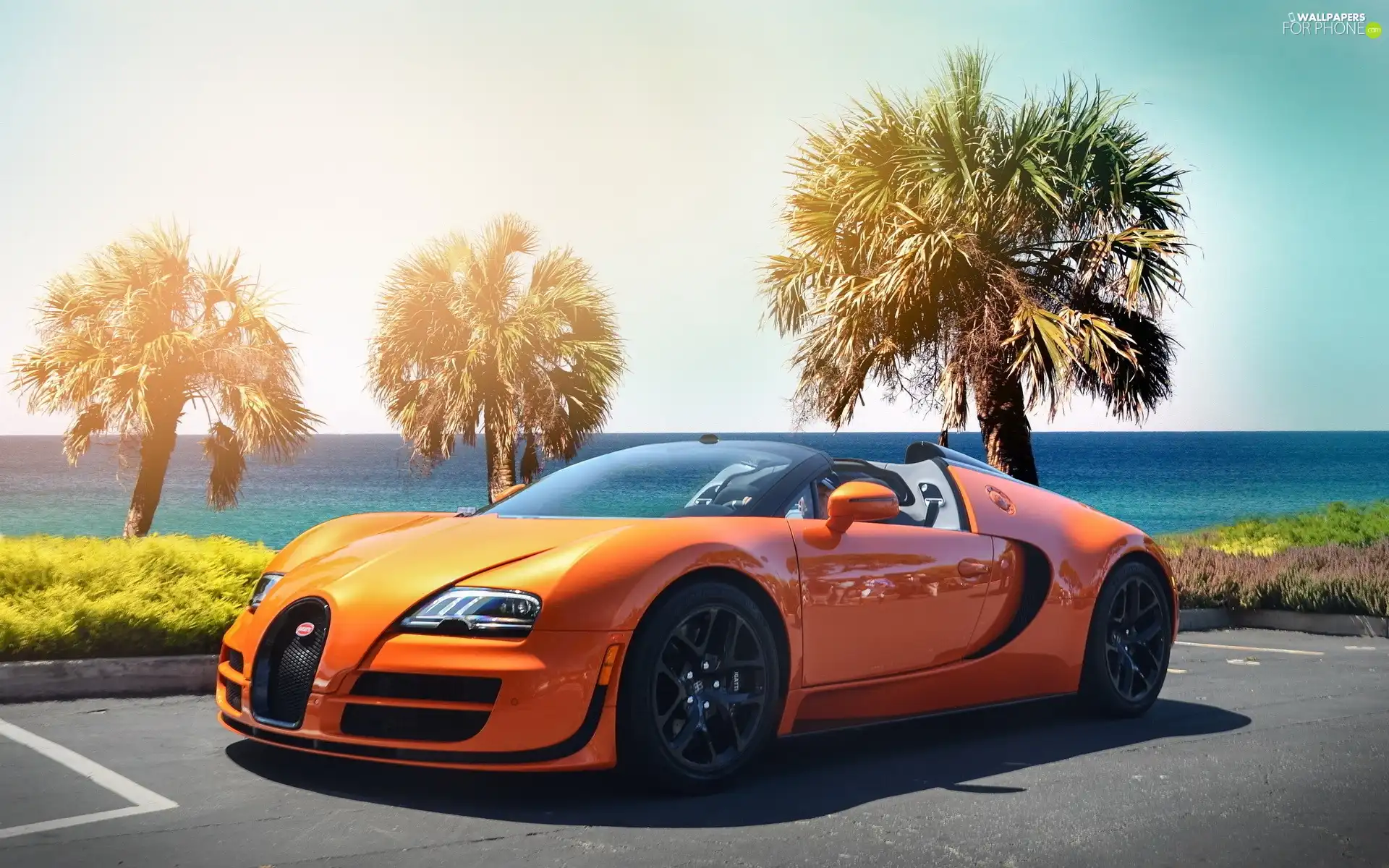 Bugatti, Palms