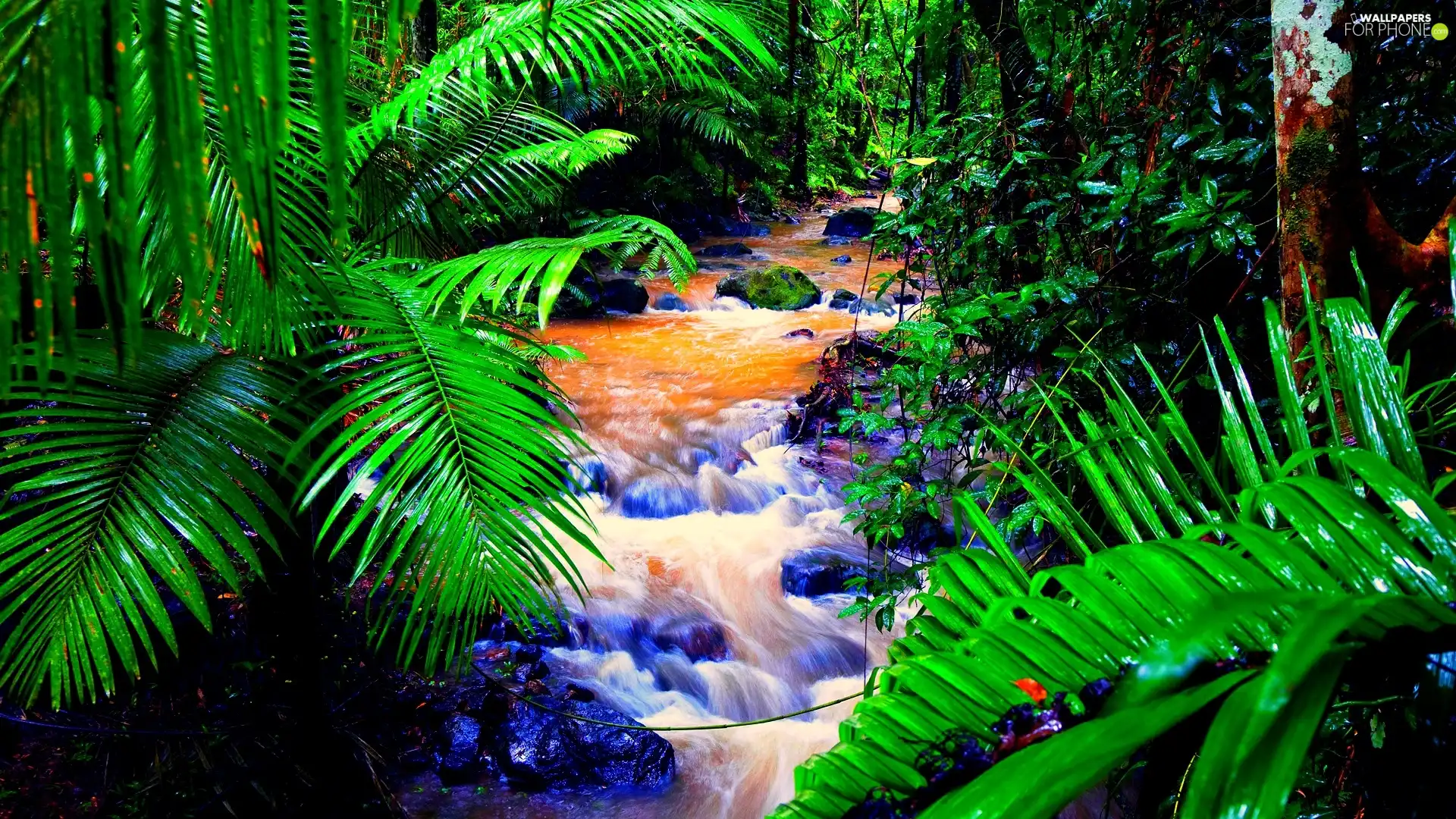 Palms, stream, forest