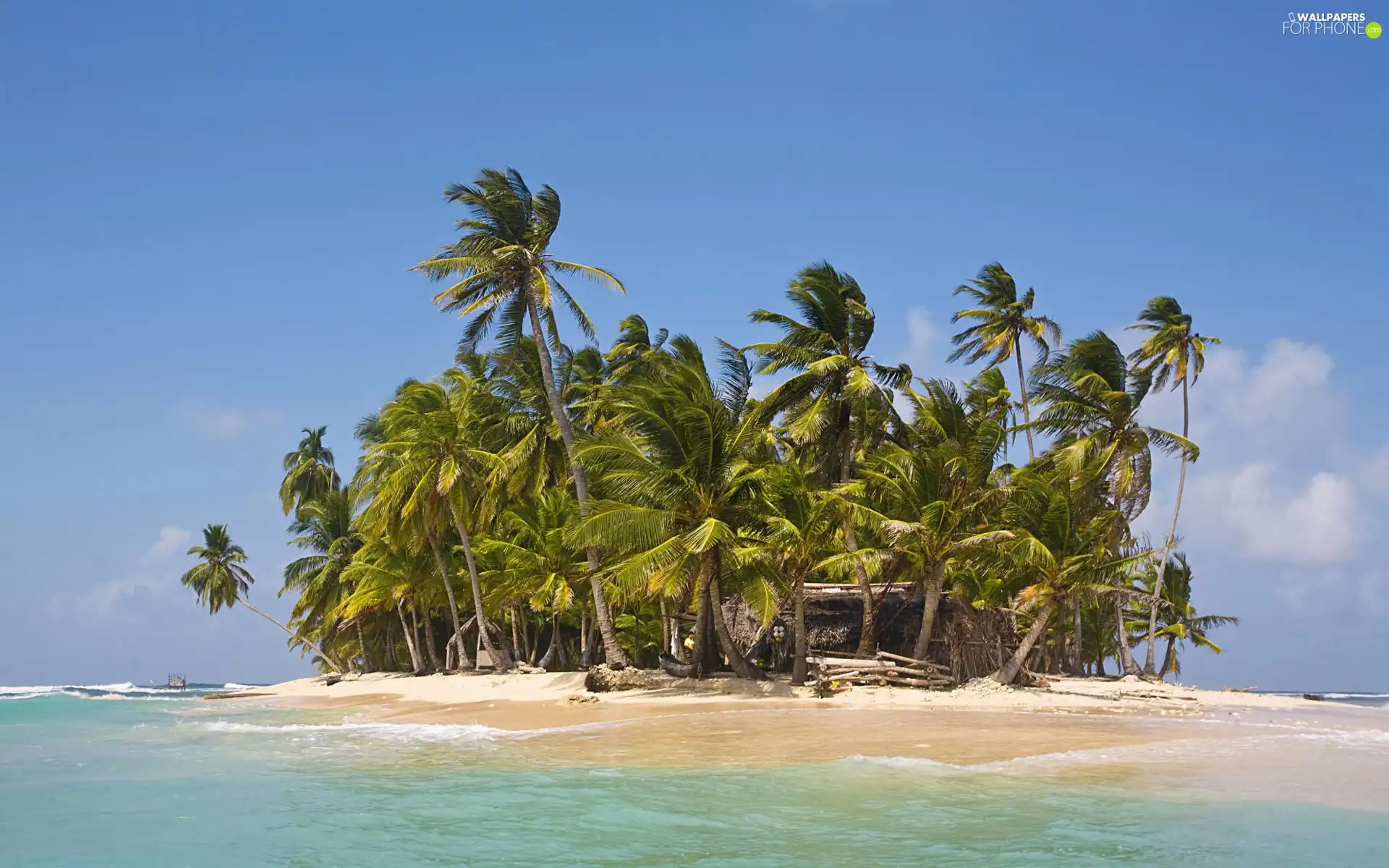 Palms, small, Islet