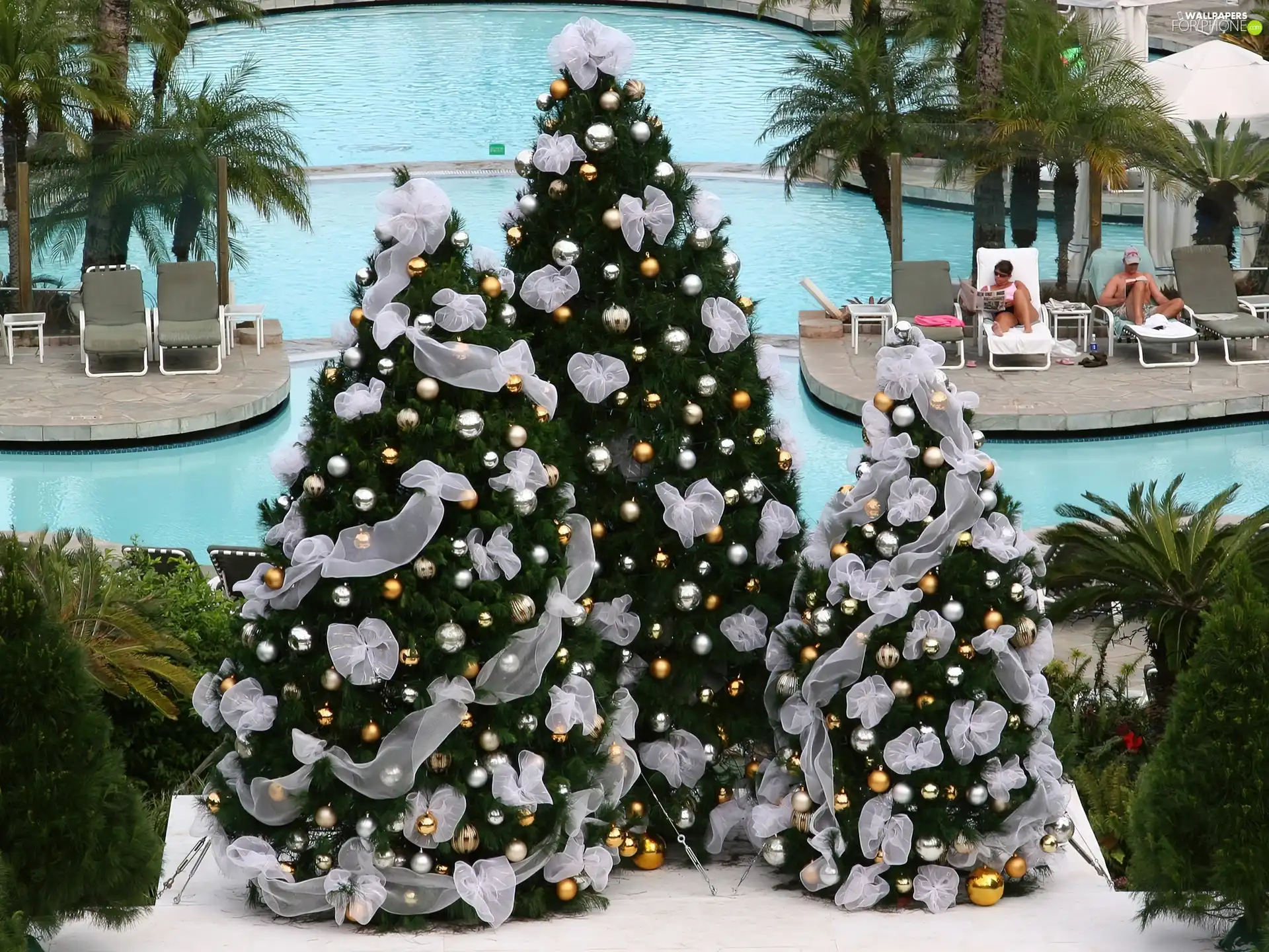 Palms, Christmas, Pool