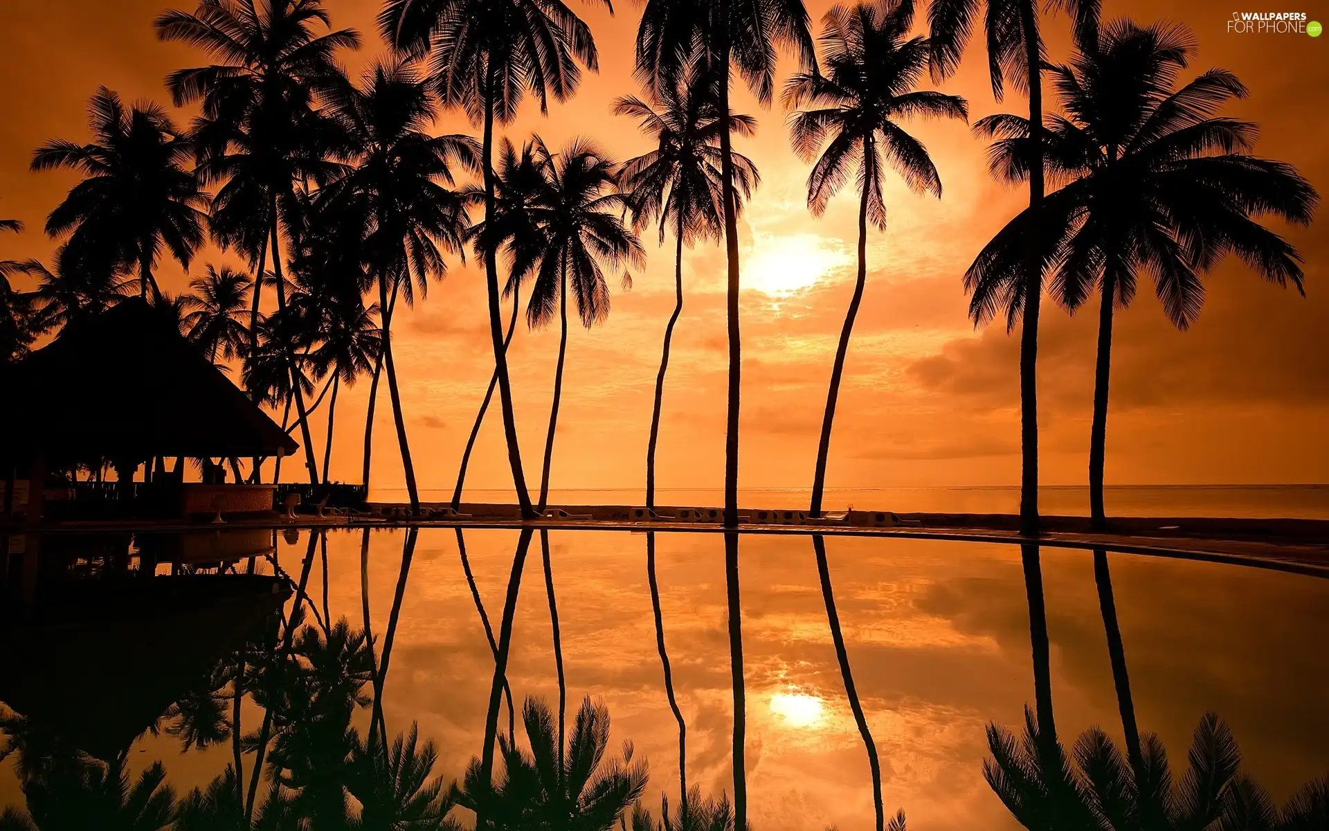 Palms, west, sun
