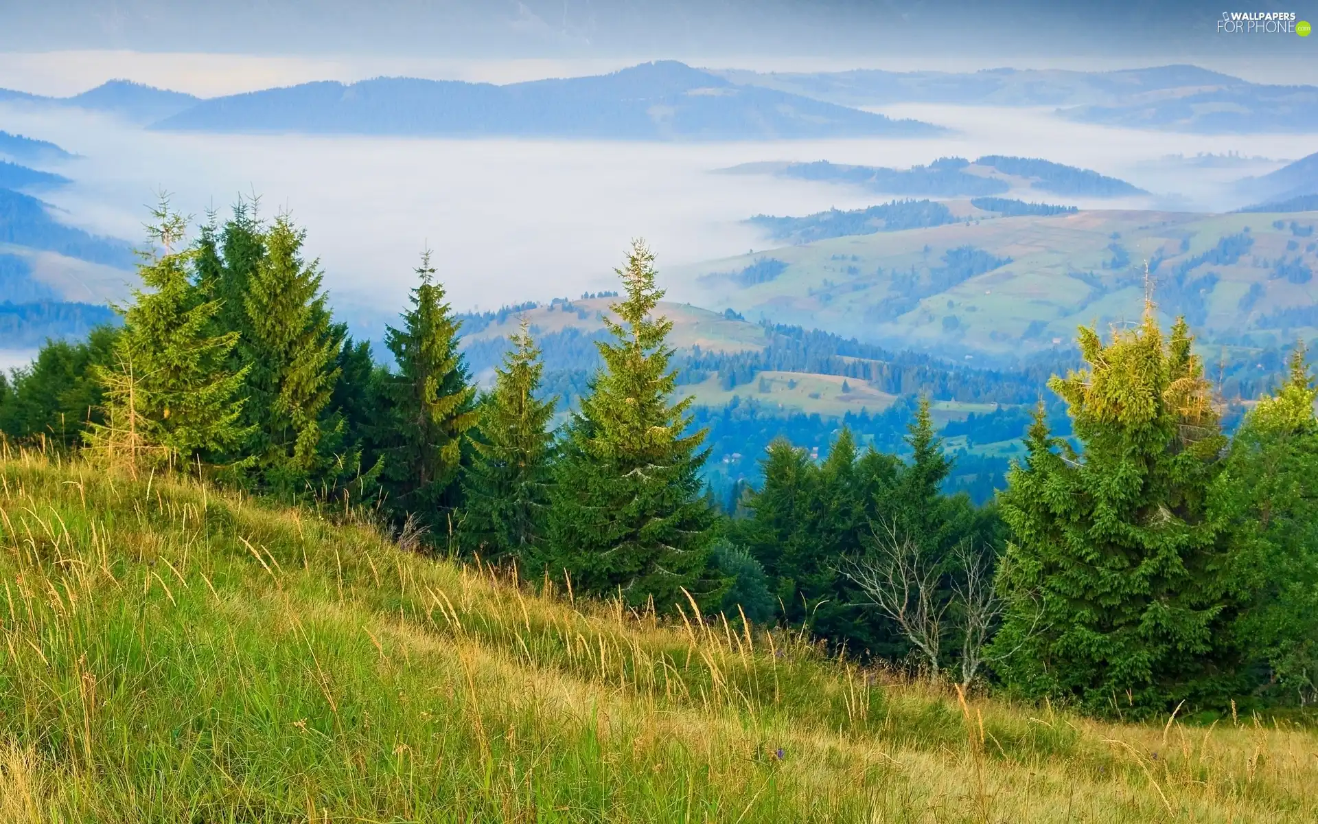 Mountains, Fog, panorama, woods