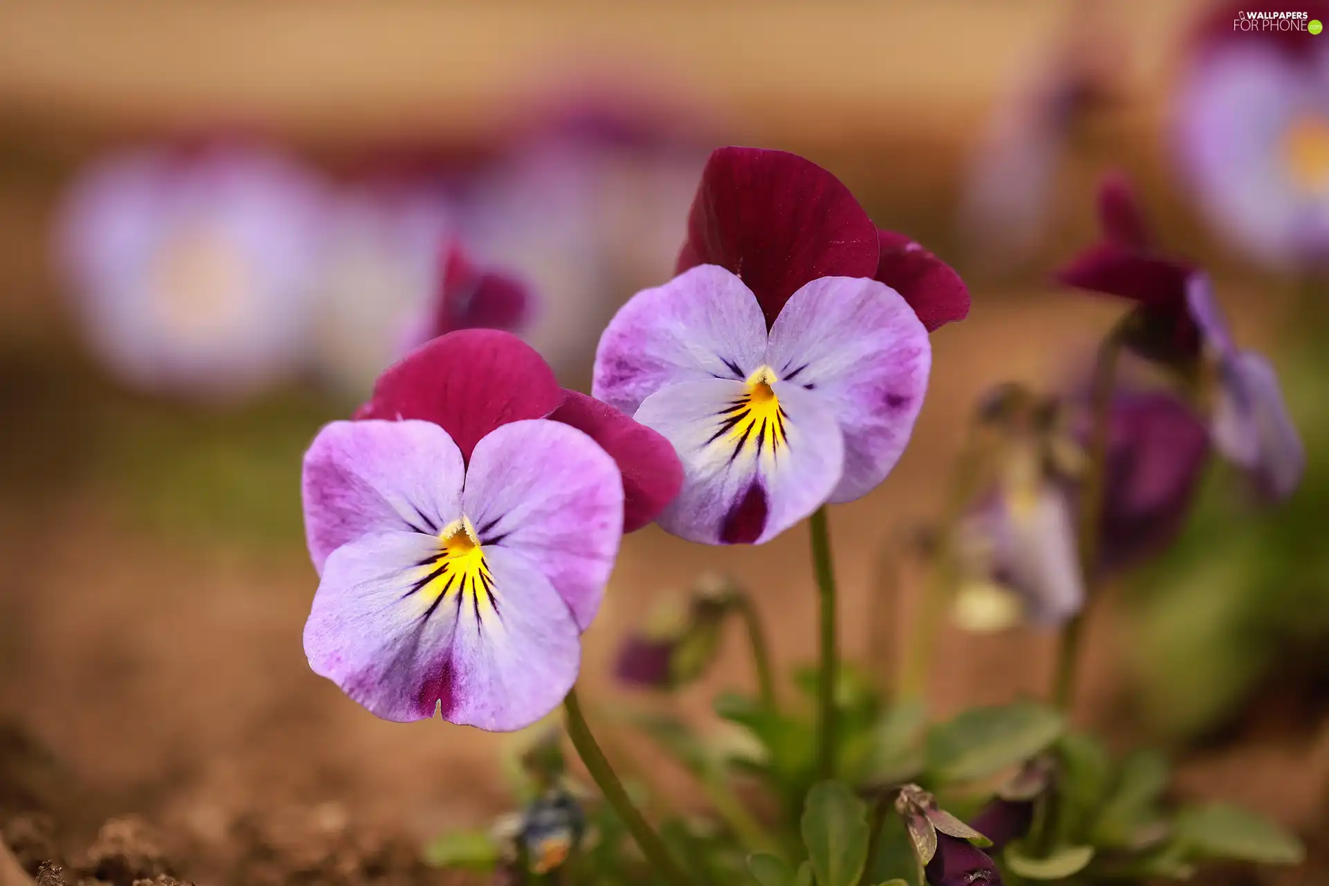 Flowers, Two cars, pansies