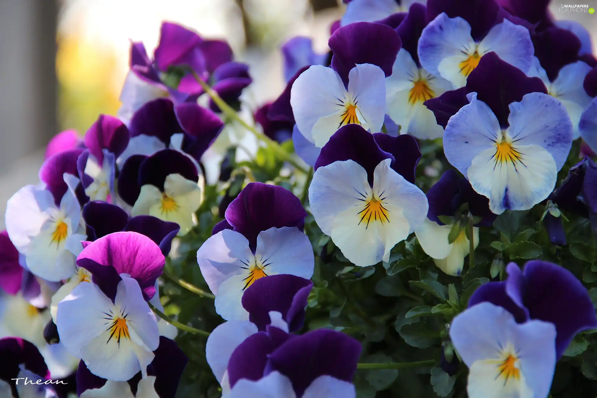 pansies, White, purple