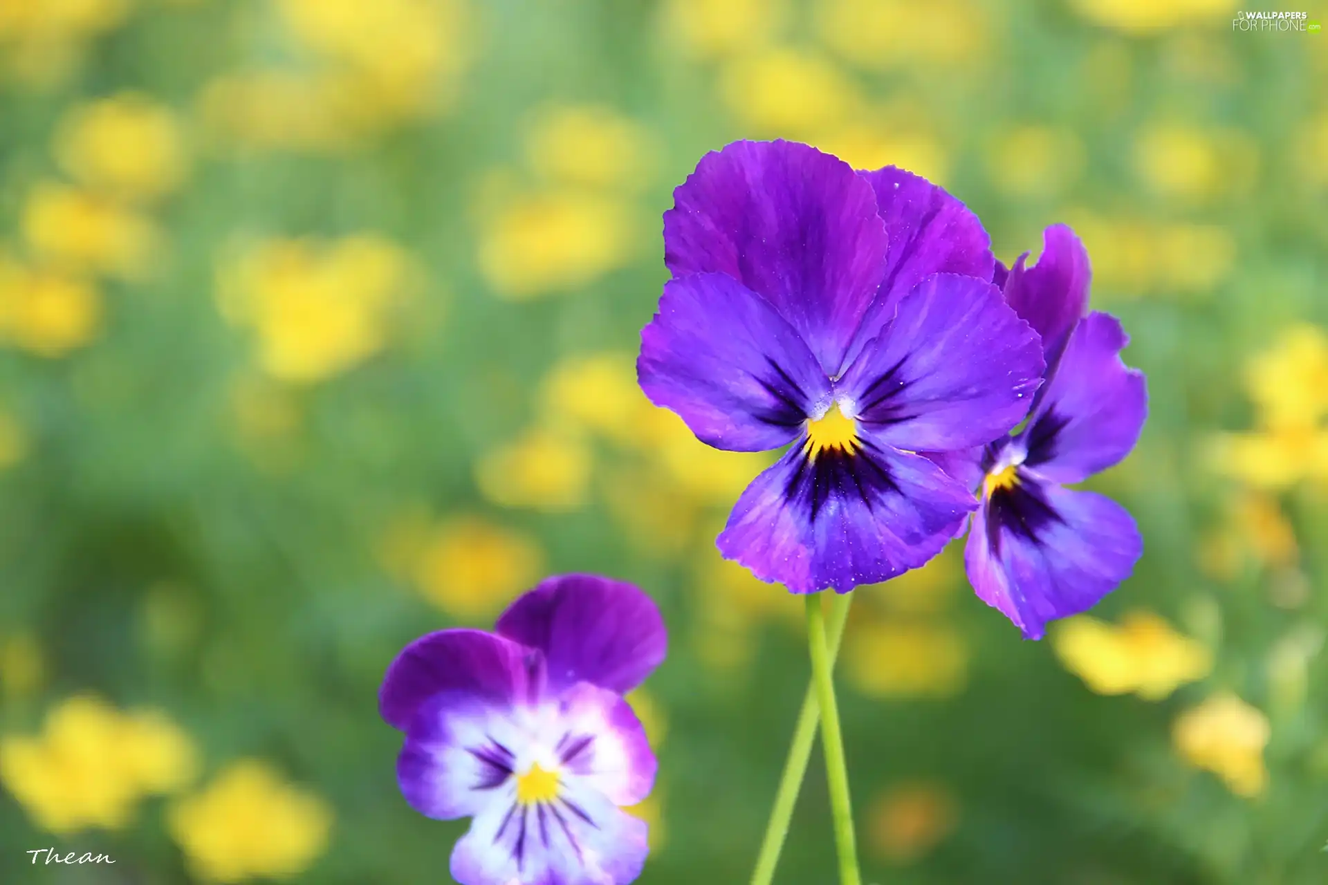 purple, pansies