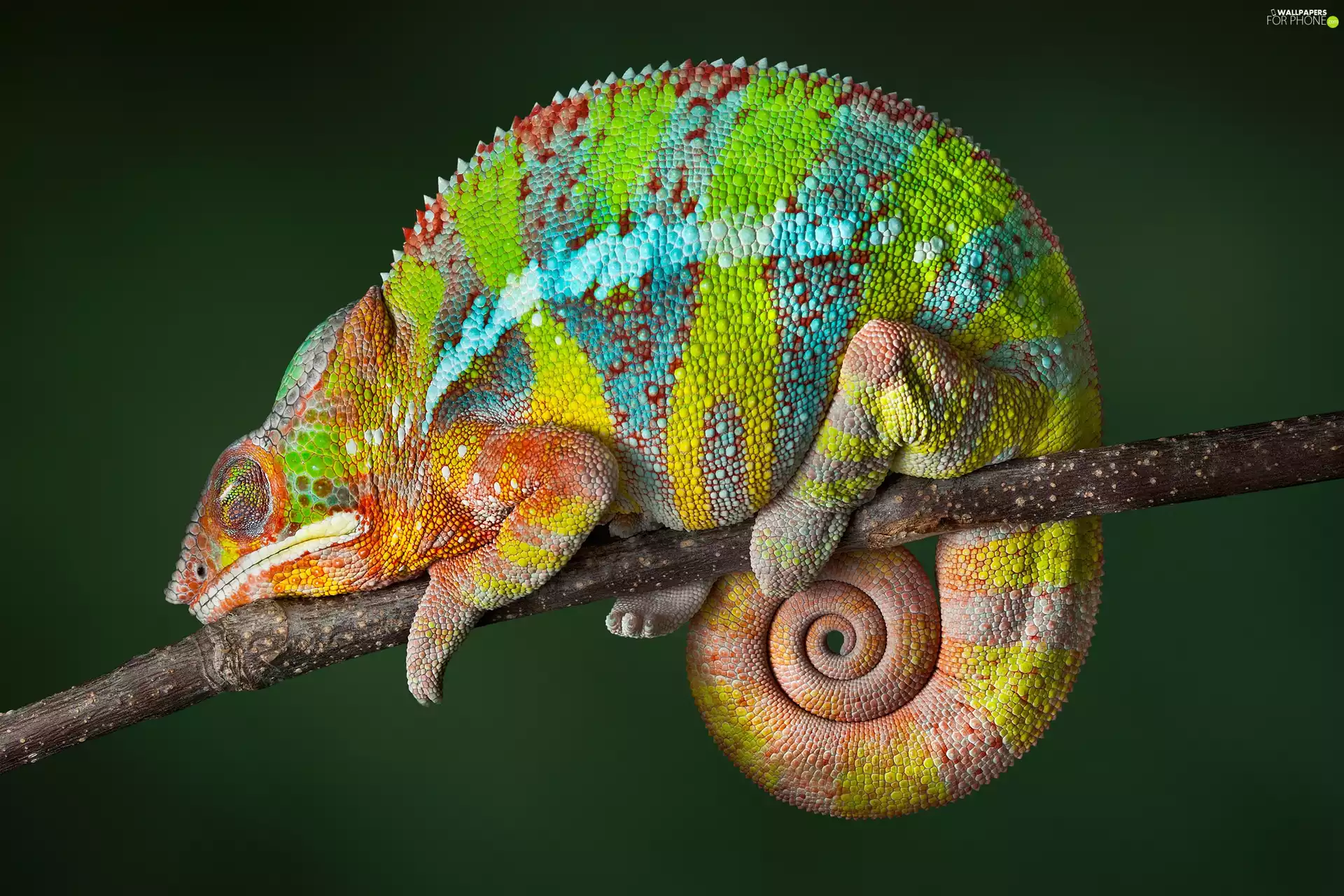Panther Chameleon, branch