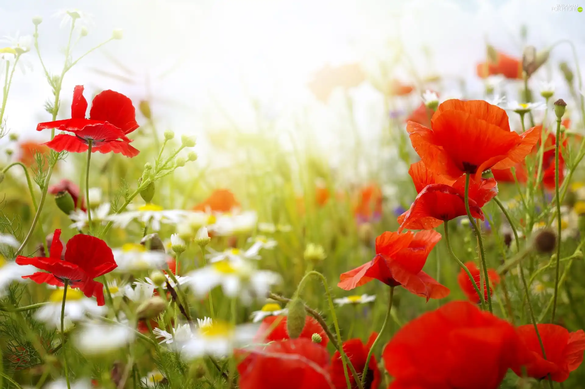 papavers, Meadow, chamomile