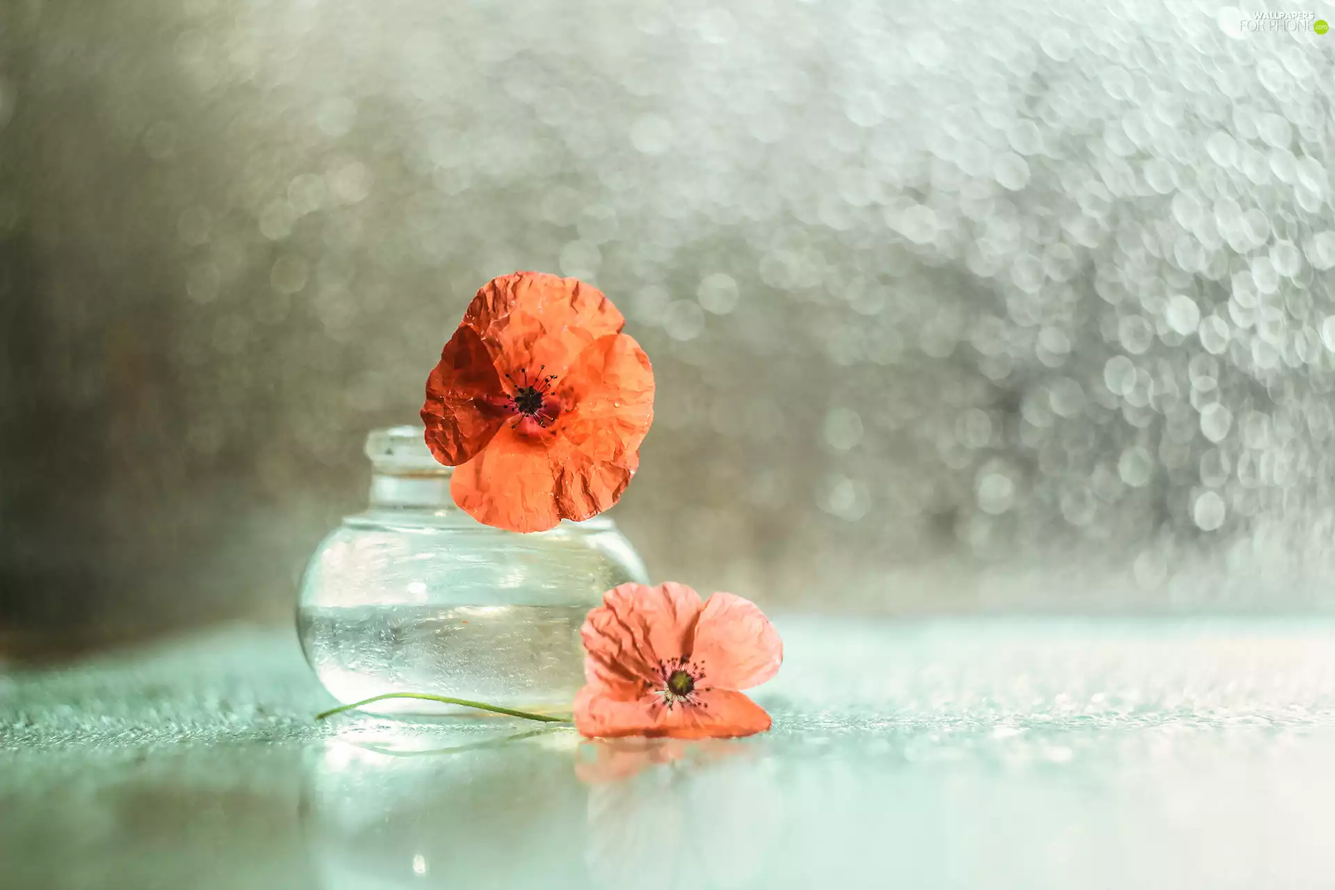 decoration, Wildflowers, Flowers, papavers