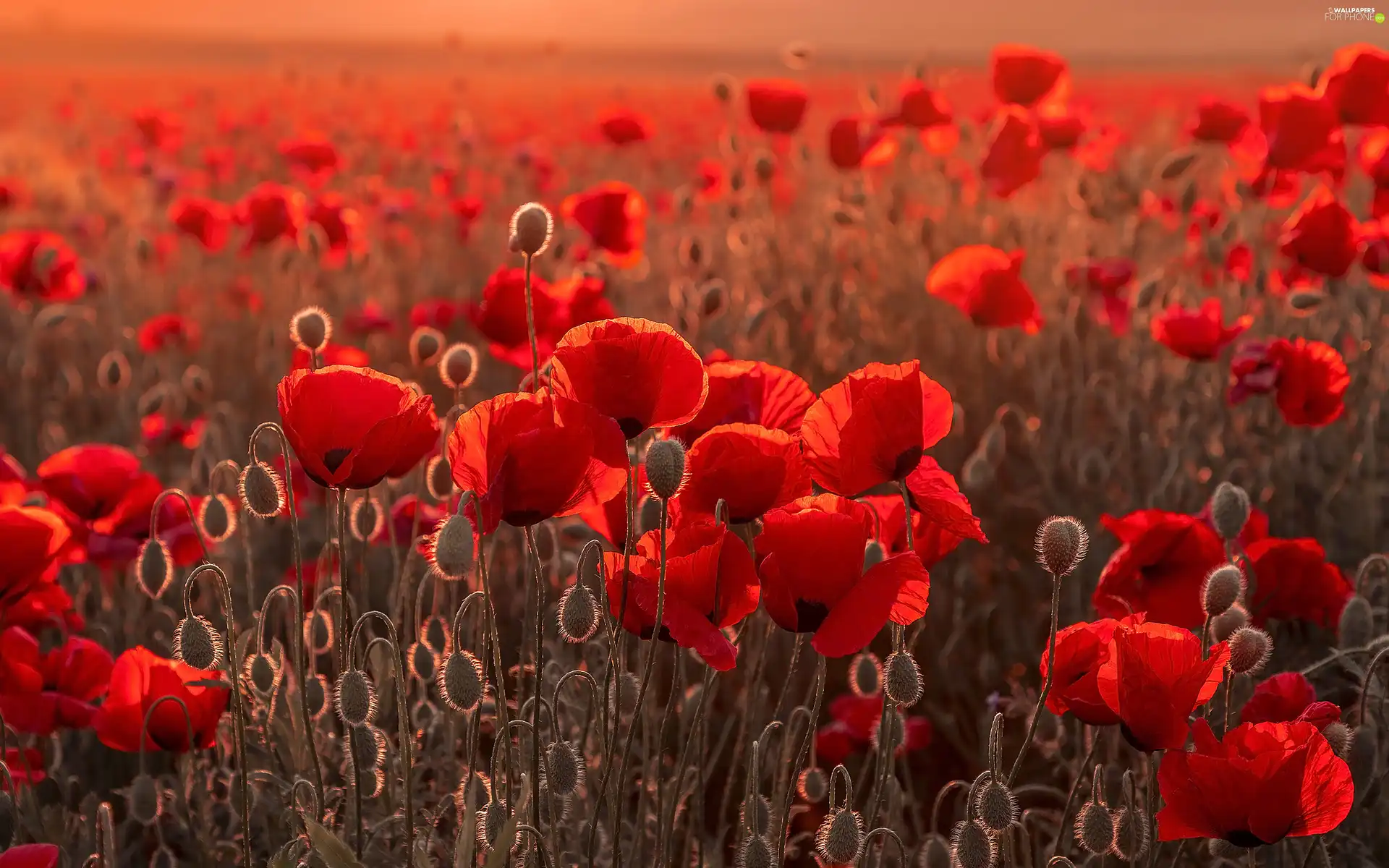 Flowers, Red, blur, papavers